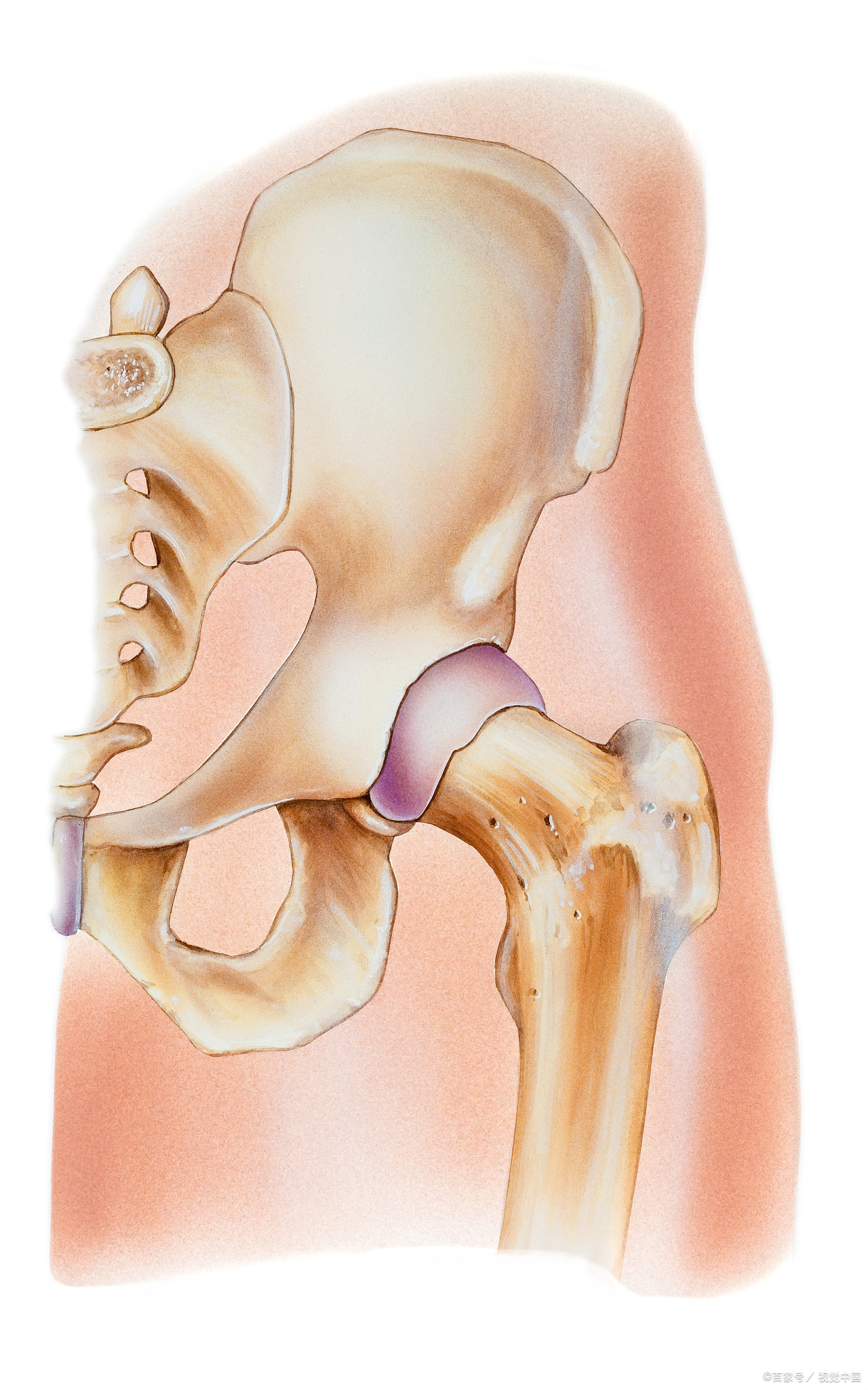 髋关节部位图图片