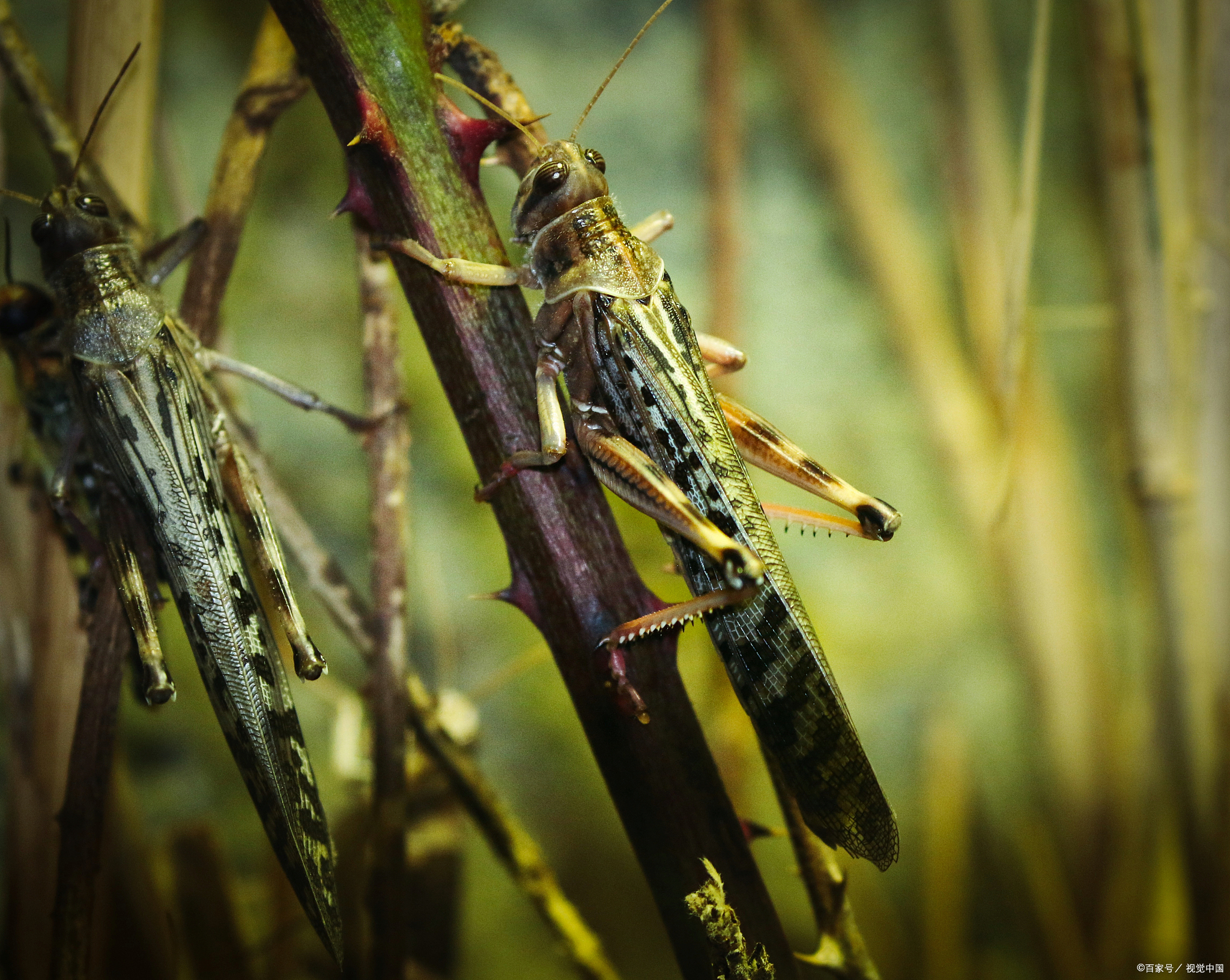 蝗虫:农田的灾难还是生态的贡献者