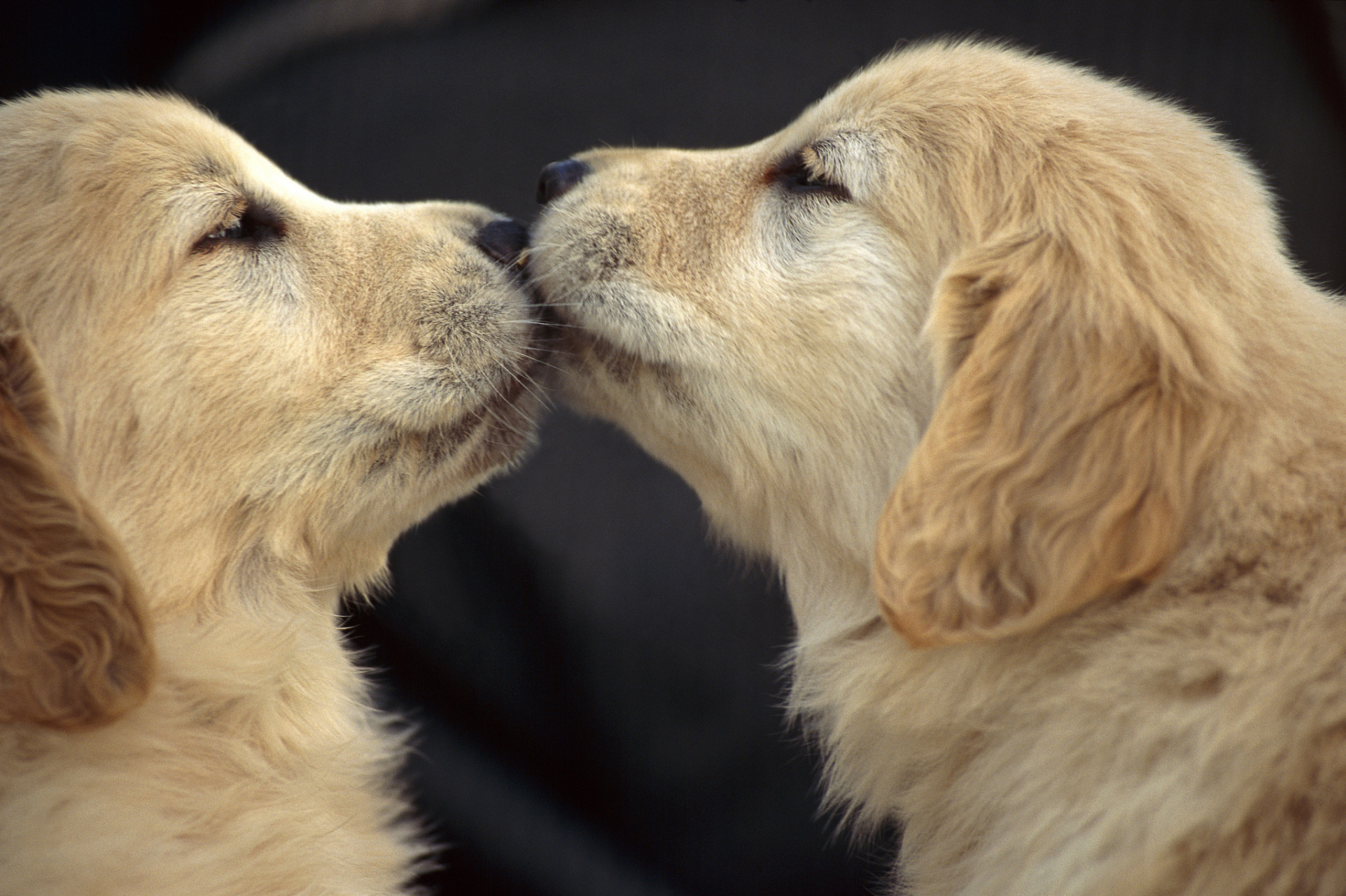摘要:  狗狗嘴对嘴互相咬是一种社交和游戏的体现,有助于建立和维持