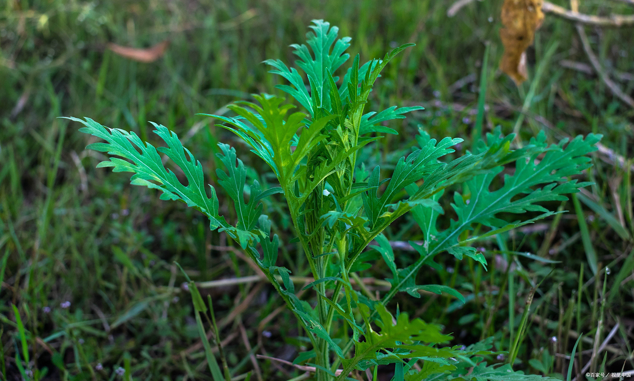 野芹菜孕妇可以吃吗:能否登上准妈妈的餐桌?专家建议谨慎对待