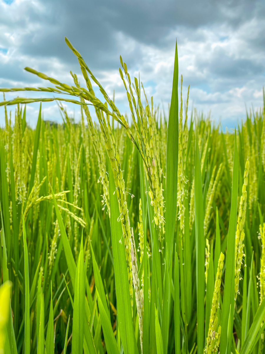 荃优607水稻品种介绍#   荃优 607 是一款表现出色的水稻品种.