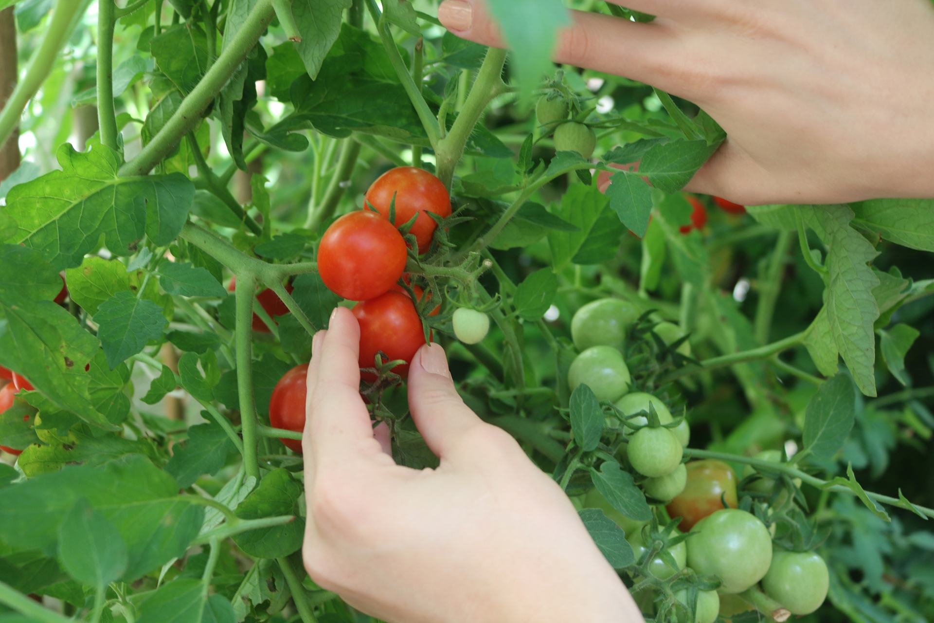 西红柿打顶可提高产量和品质,包括连环和单干两种方法