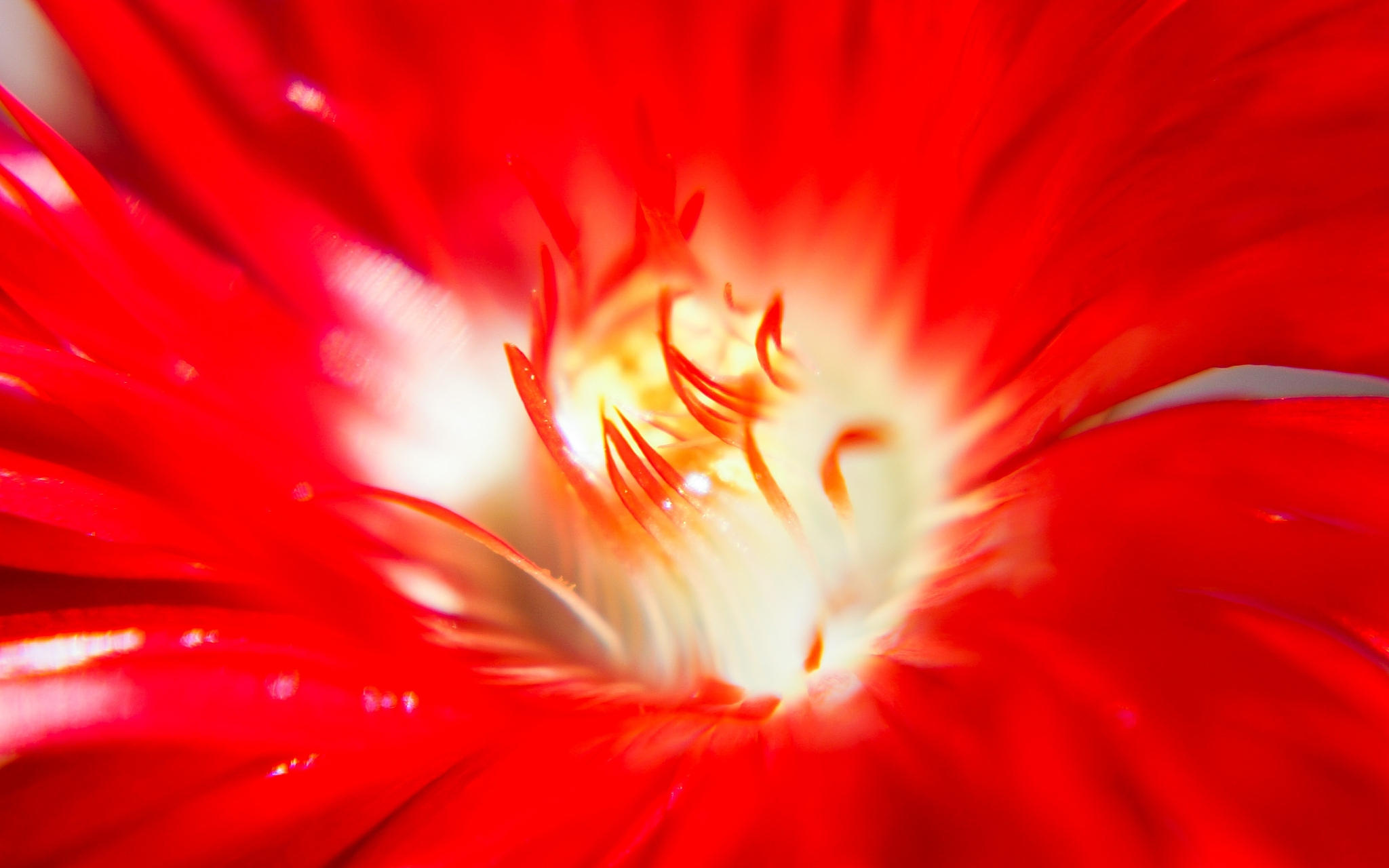 红色是追求行动的心情表现 爱好社交,性格积极,热爱生活是喜爱红色的 