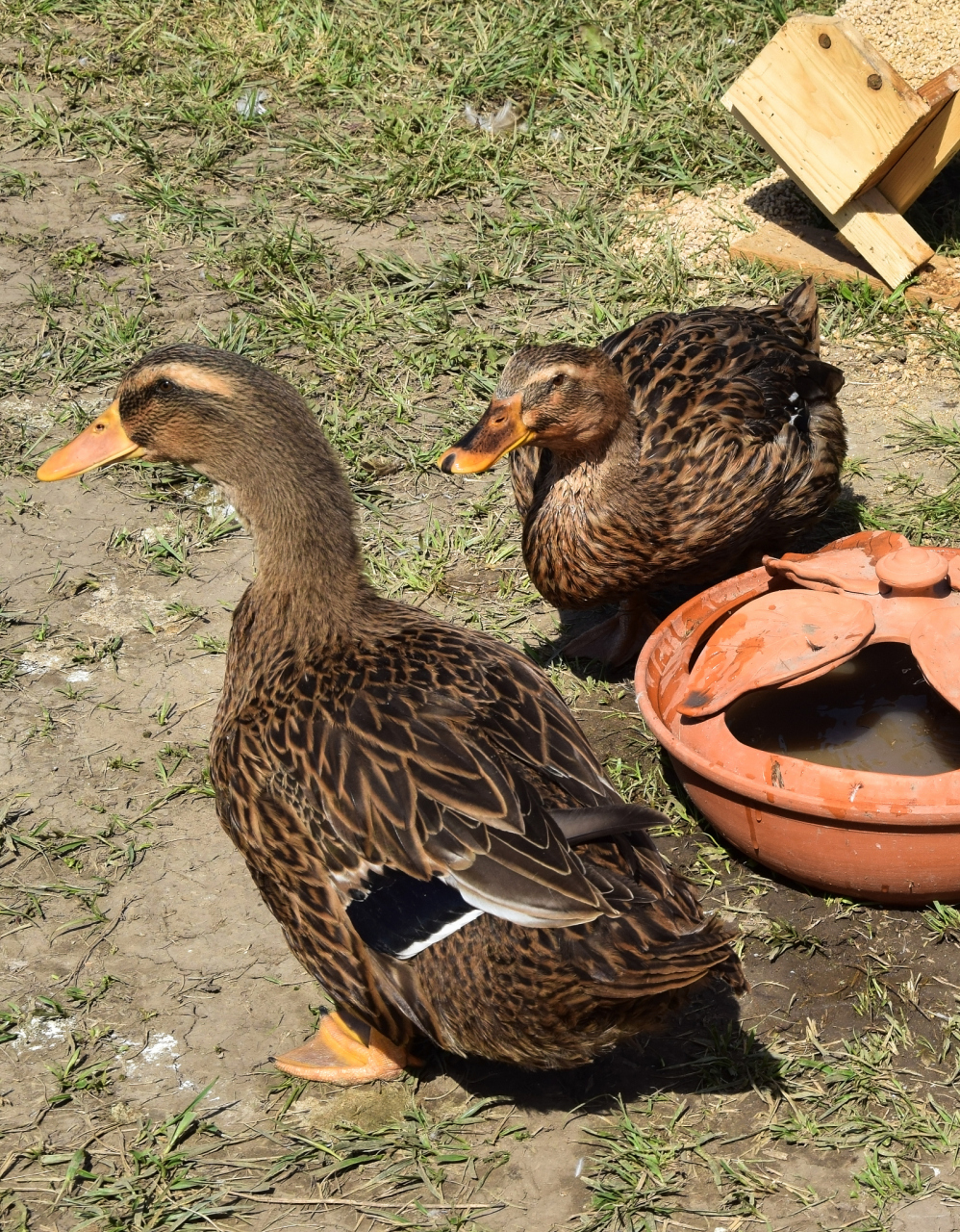 麻鸭和普通鸭子的区别 1,羽毛颜色不同: 麻雀羽鸭在中国习称"麻鸭".