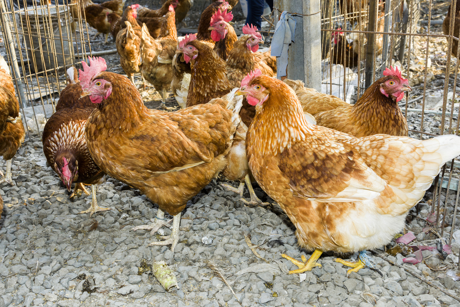 养殖白来航鸡,财富满满的金蛋等着你!