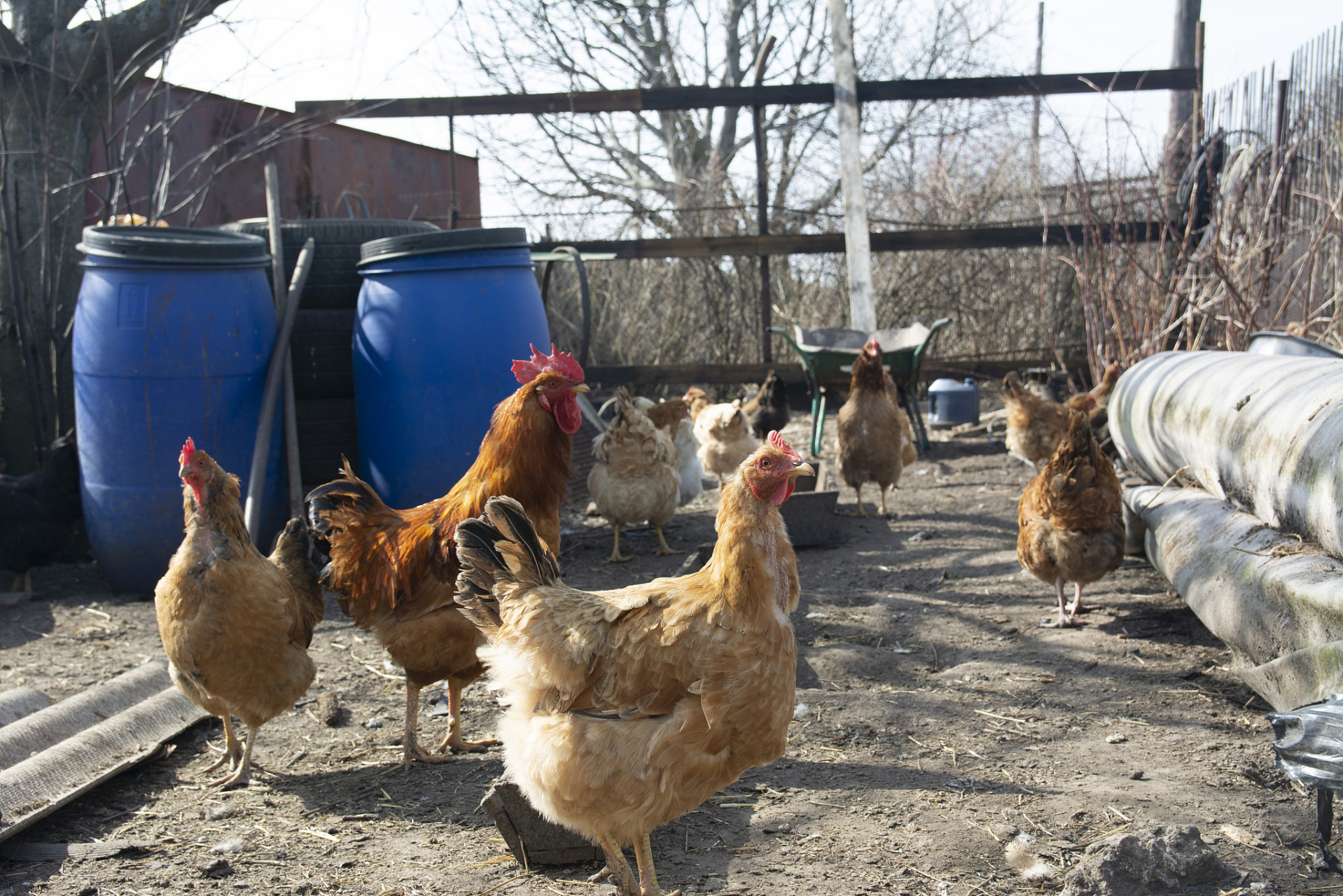 农村养殖需根据当地气候,资源和市场需求选择合适品种,并为动物提供