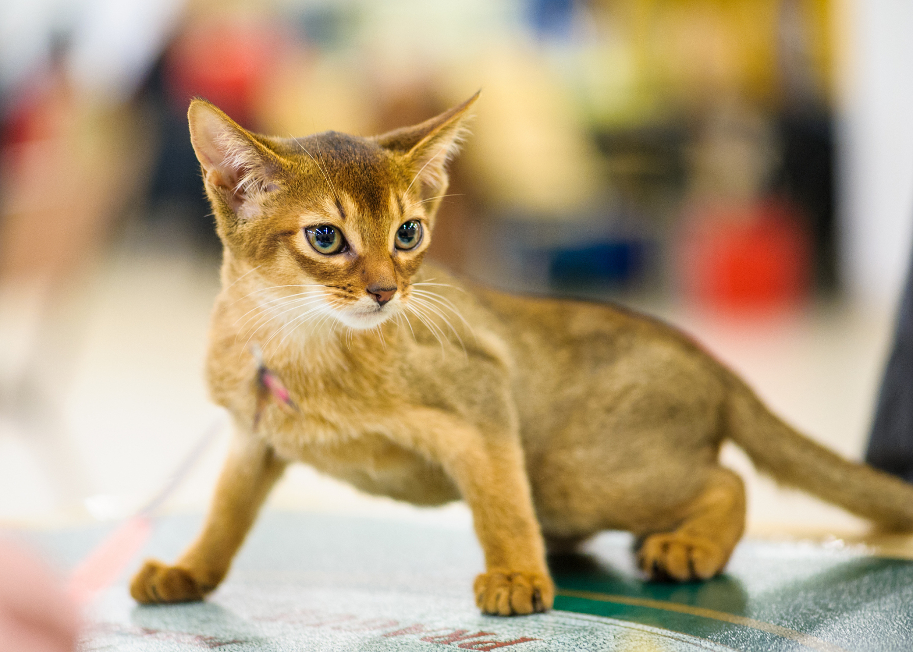 阿比西尼亚猫照片图片