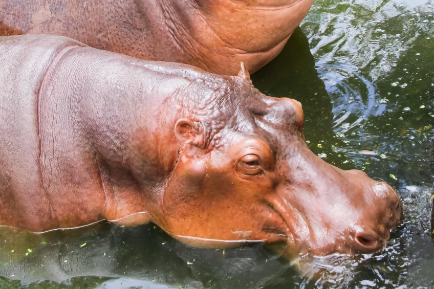 关于其游泳能力存在争议,但河马在水中展现独特的生存智慧