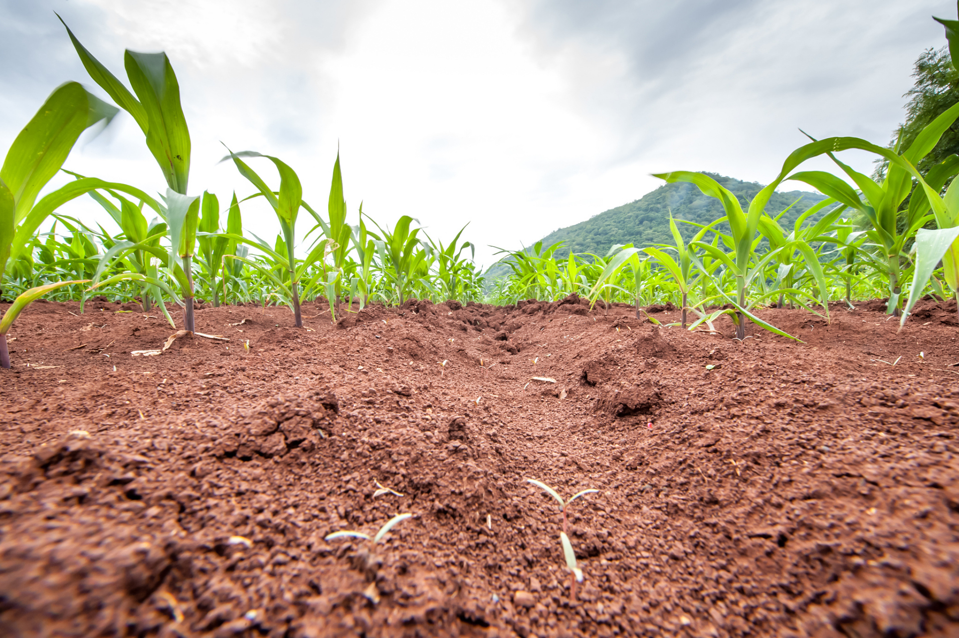[原文:土壤养分检测仪:优化土壤.