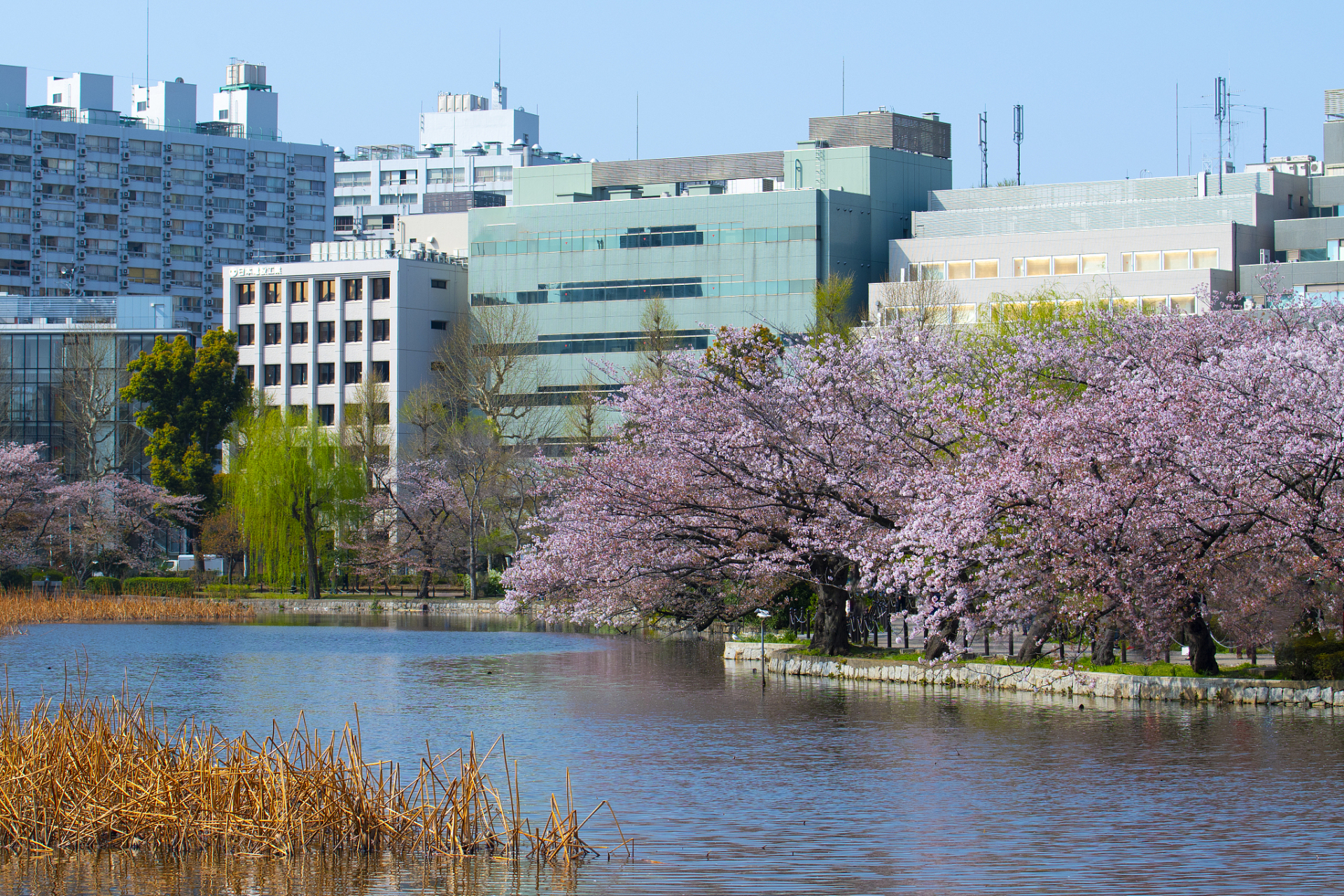 日本大阪大学教授林克彦等人培养出了由雄性细胞制作的ips细胞,然后