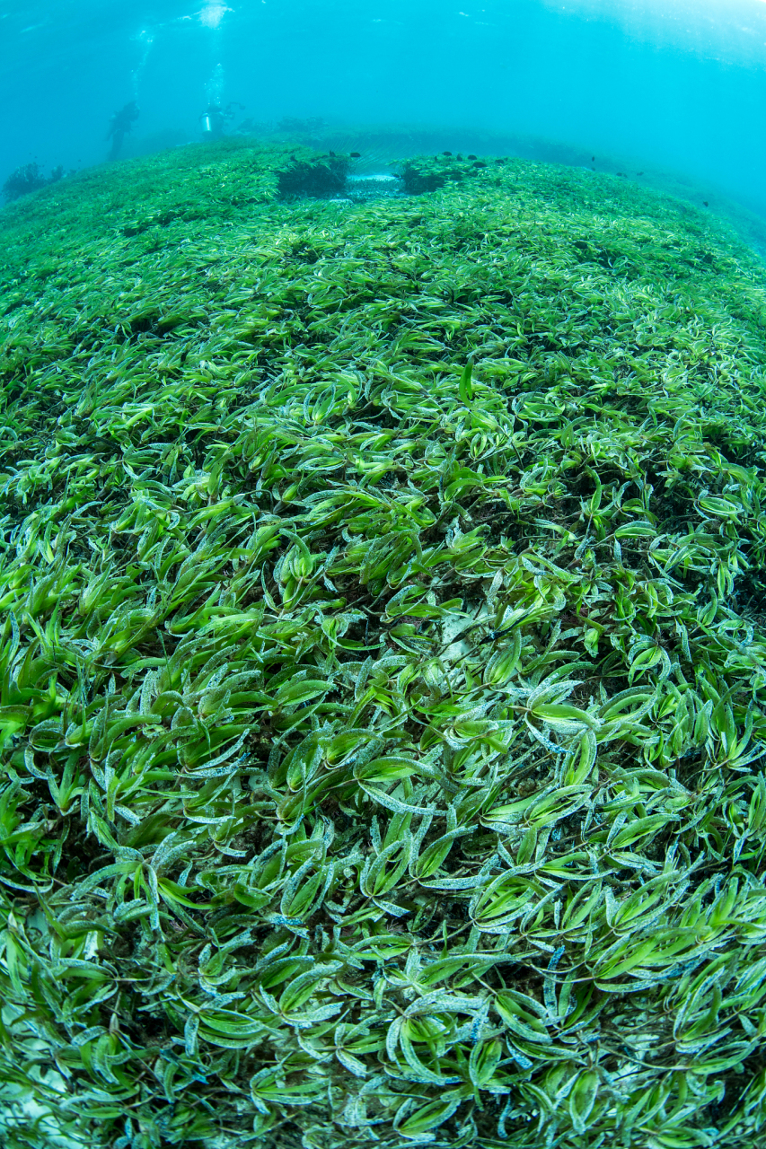 海里可食用的植物图片