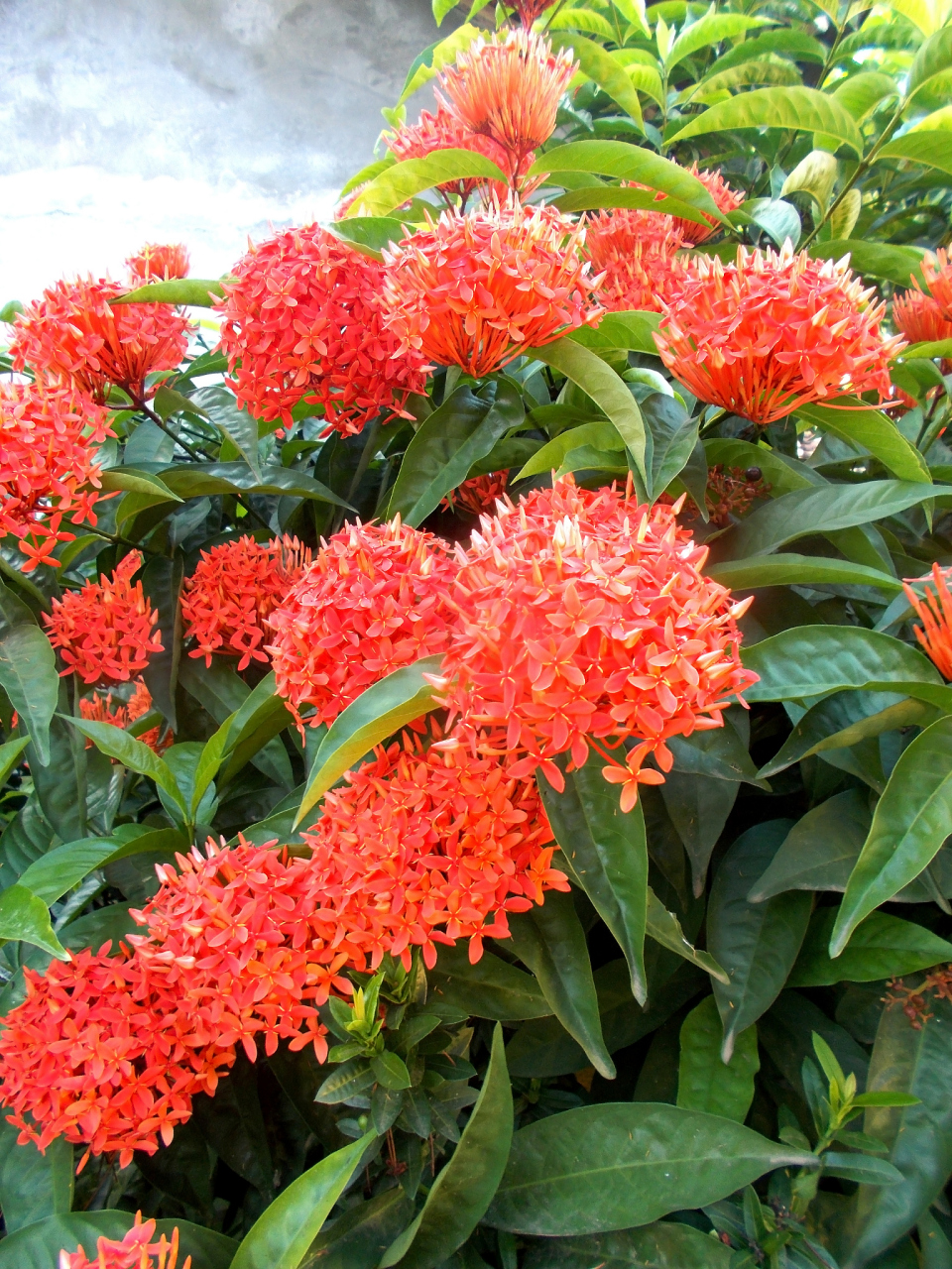 你们知道缅甸的国花是什么吗?