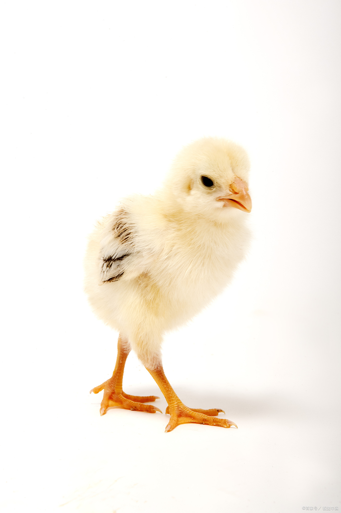 小鸡最爱吃的10种食物