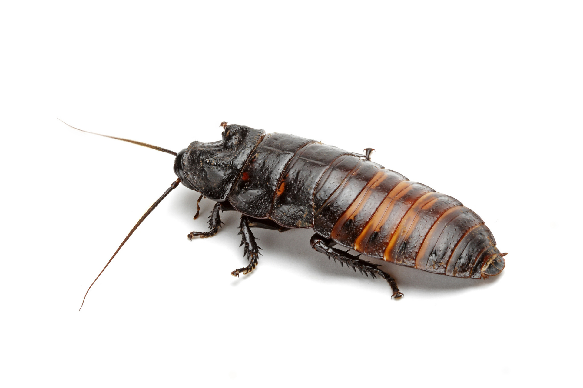 [原文:硼酸土豆泥蟑螂越来越多]