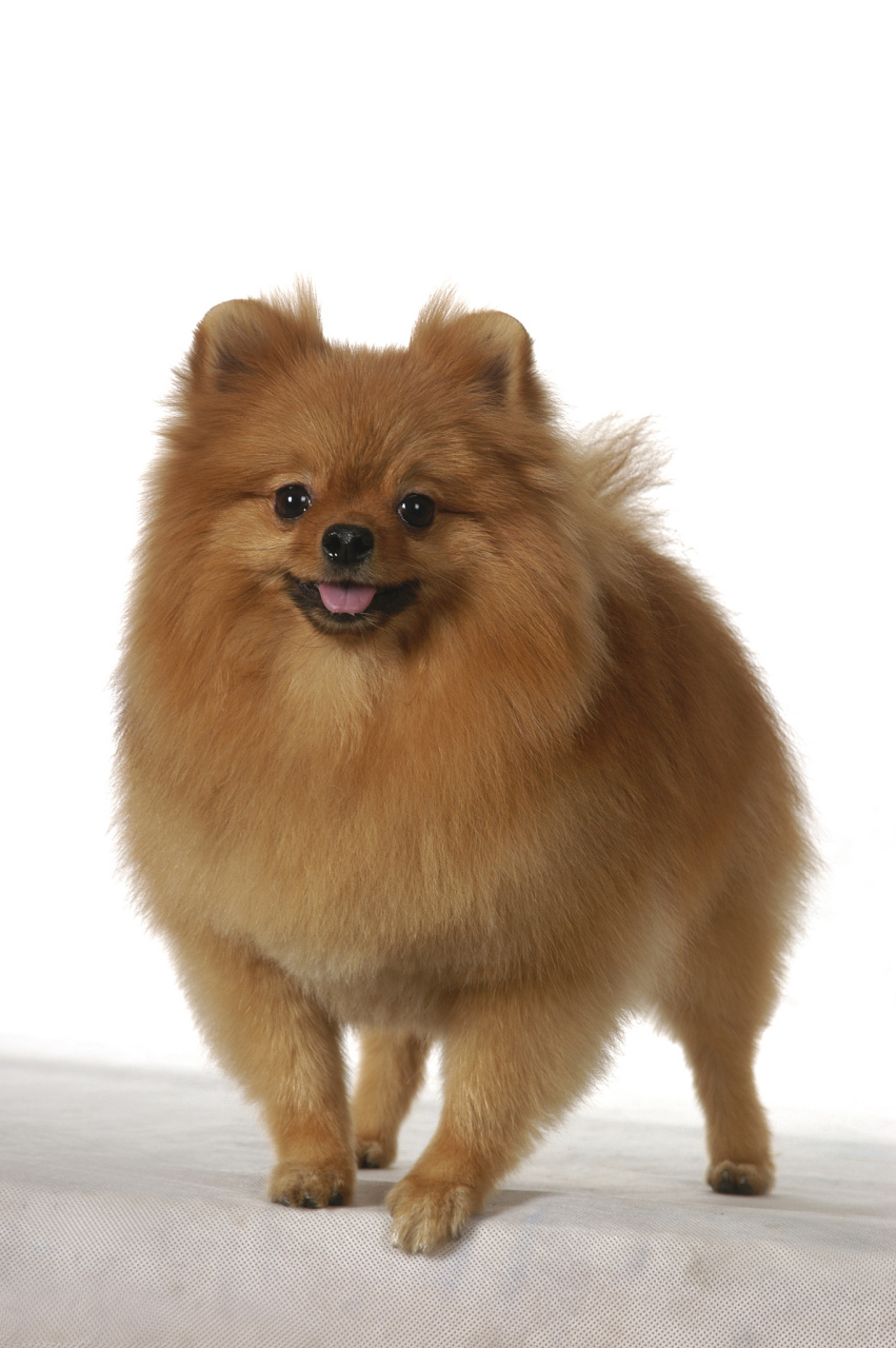 今天聊聊那些可爱的博美犬.你知道吗?