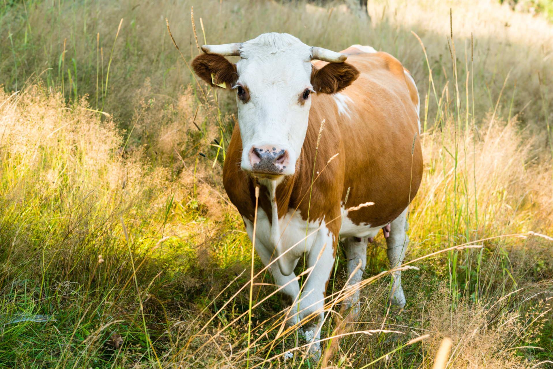[原文:公奶牛不产奶为什么叫奶牛.