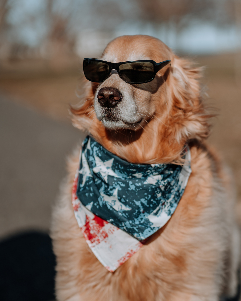 十大颜值最高的狗狗98  11566 萨摩耶犬:萨摩耶犬以其甜美的