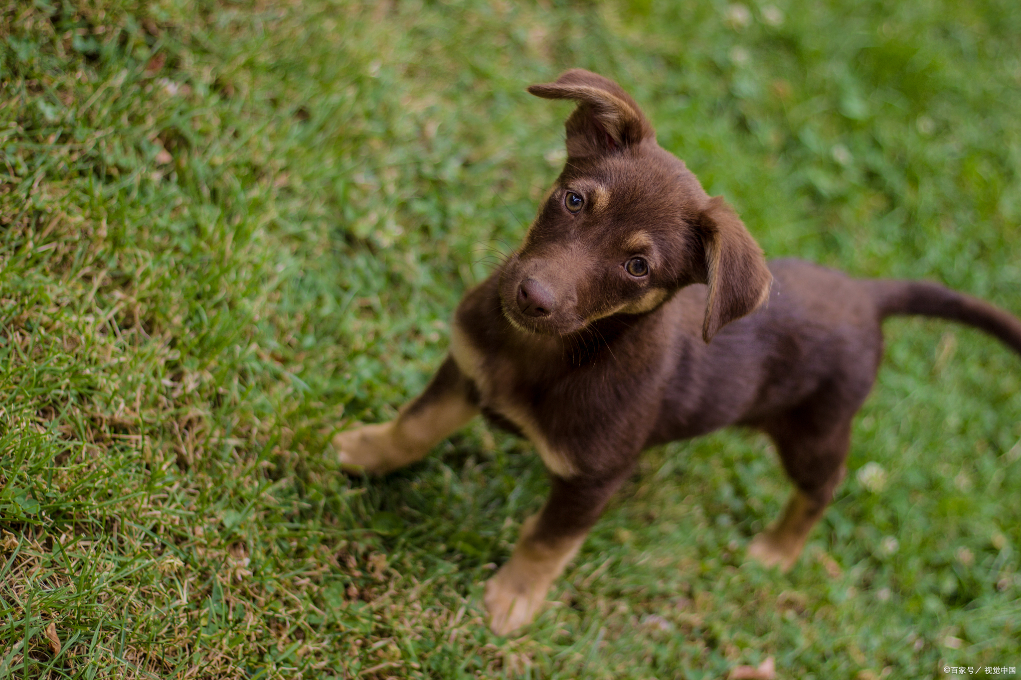 揭秘小鹿犬价格之谜:哪种颜色最昂贵?
