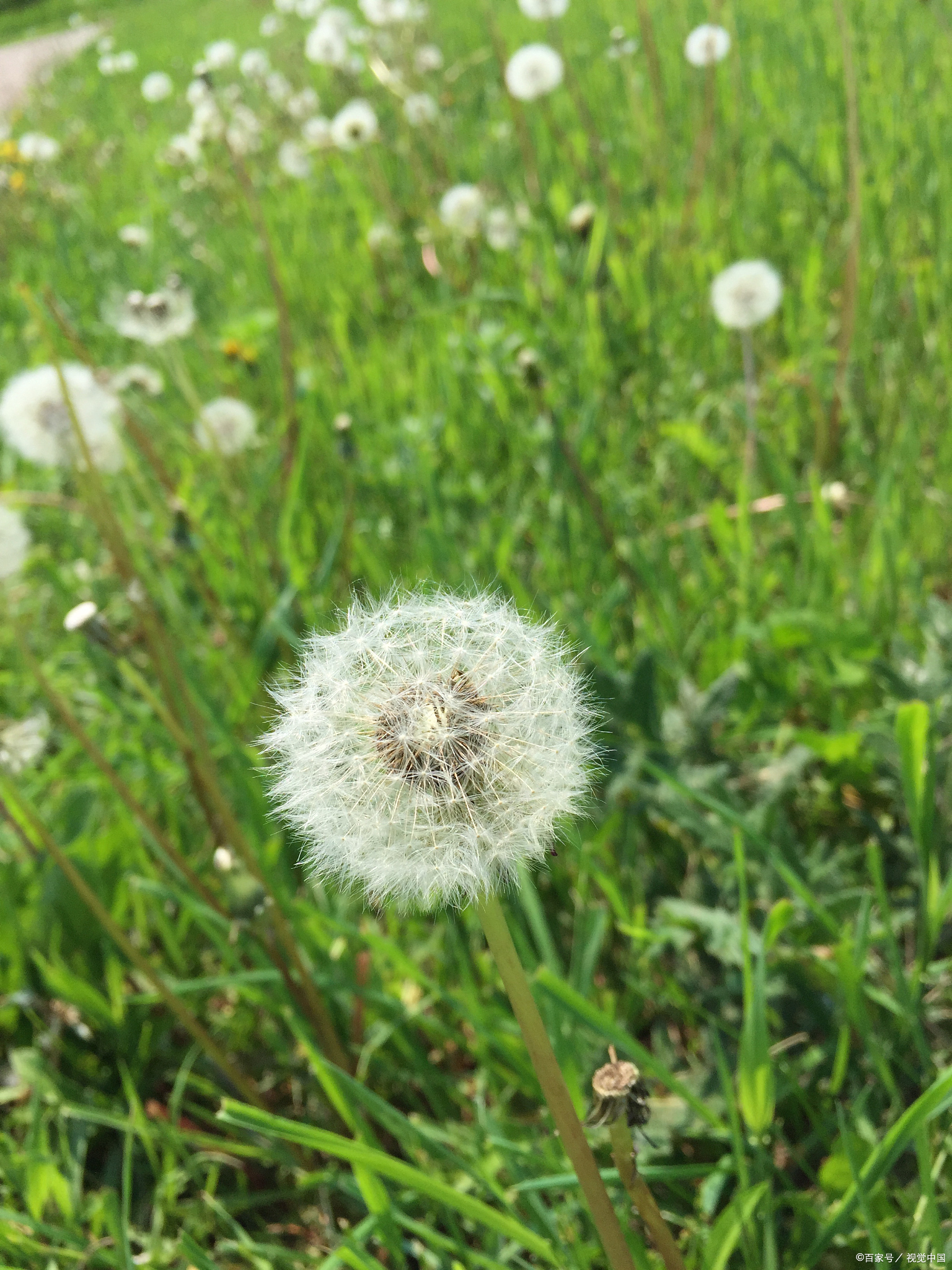 蒲公英青草图片