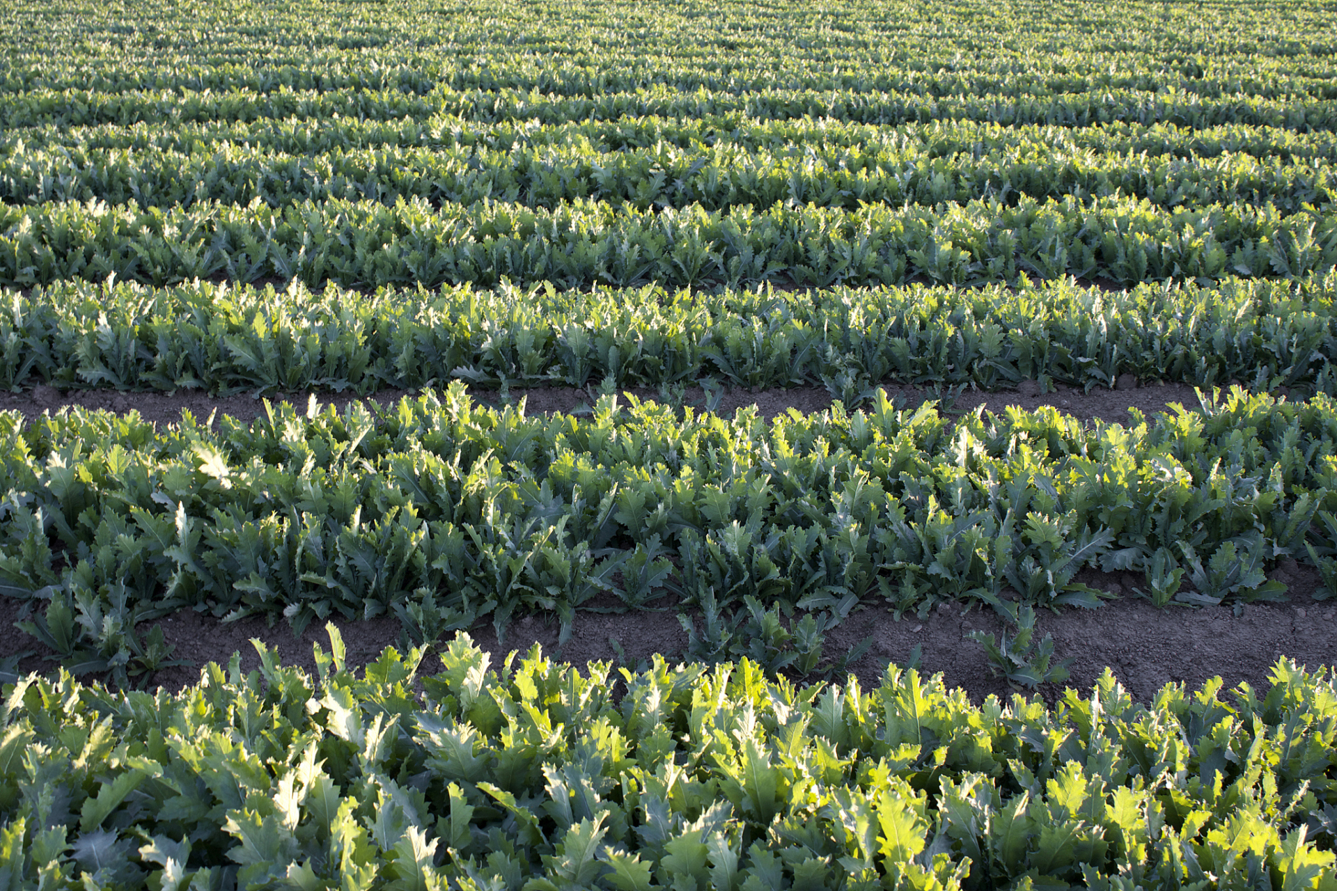 油菜作为重要的油料作物,其种植技术和管理措施对提高产量和质量都非
