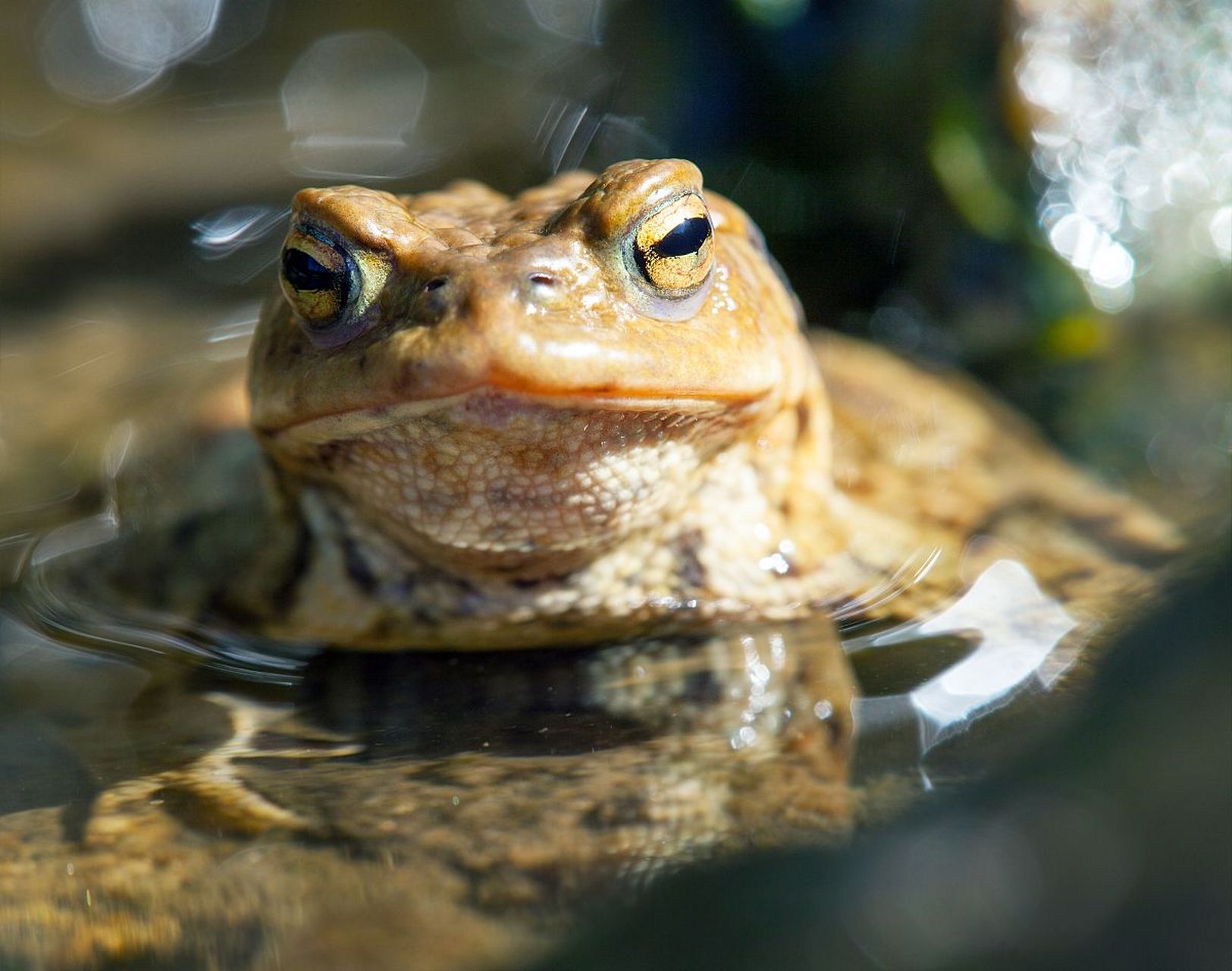 学生答: 青蛙思想保守,不知进取, 只会坐井观天, 是负能量;  癞蛤蟆