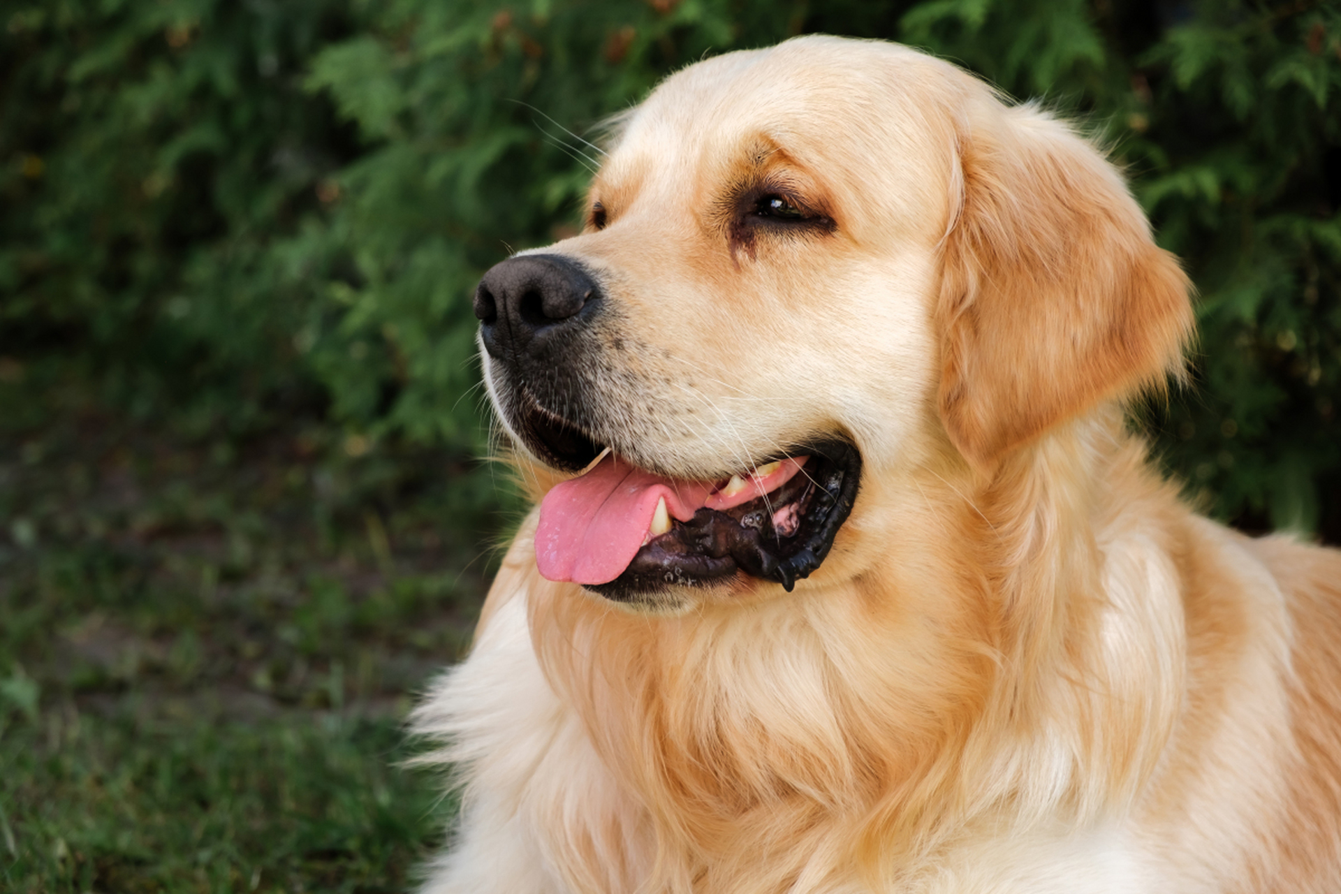 金毛犬纯种鉴别秘诀!头部宽阔,毛发金黄浓密似黄金.