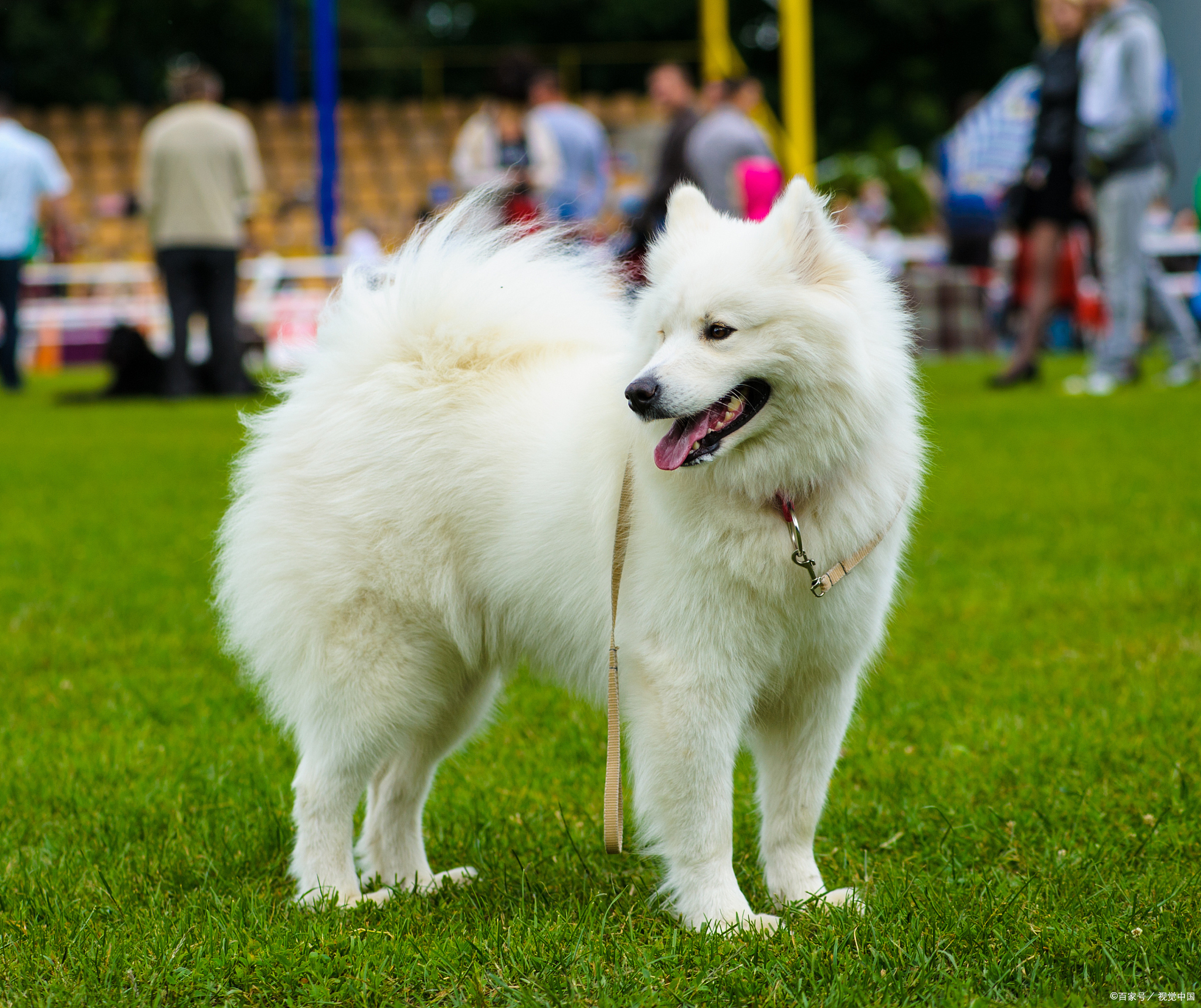 白熊犬是一种具有悠久历史和独.@尊享生活达人的动态