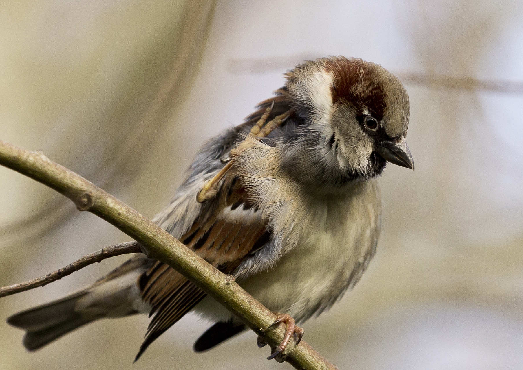 布谷鸟主要吃昆虫,如毛虫和蝗虫,但在不同季节和环境下也会选择其他