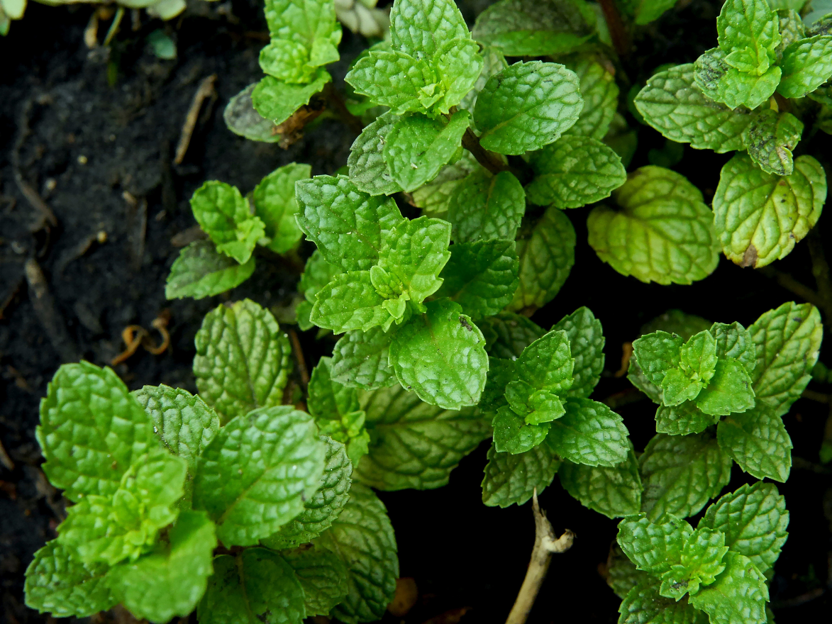 薄荷的5大功效与作用,薄荷叶怎么吃 薄荷是一种常见的草本植物,也是一