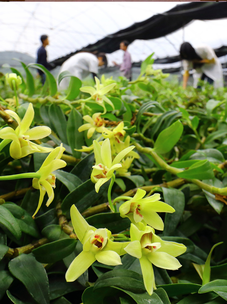 辨别石斛的品质需从外观,气味,口感,泡水,生长环境和购买渠道等多方面