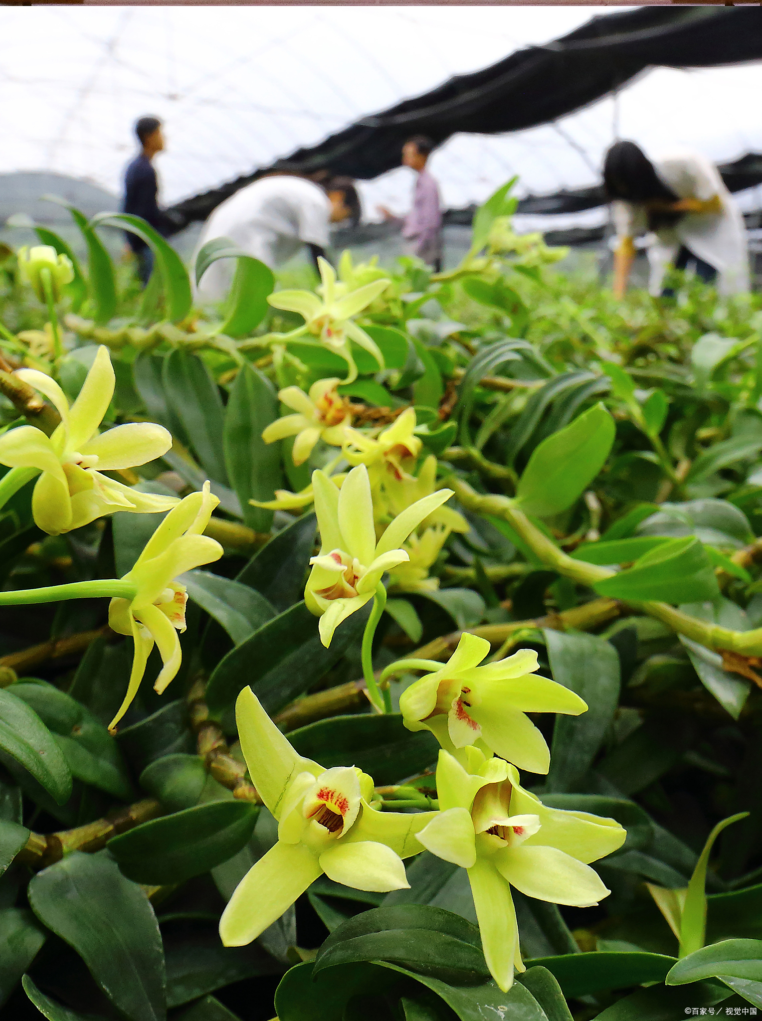 香水石斛花养护指南