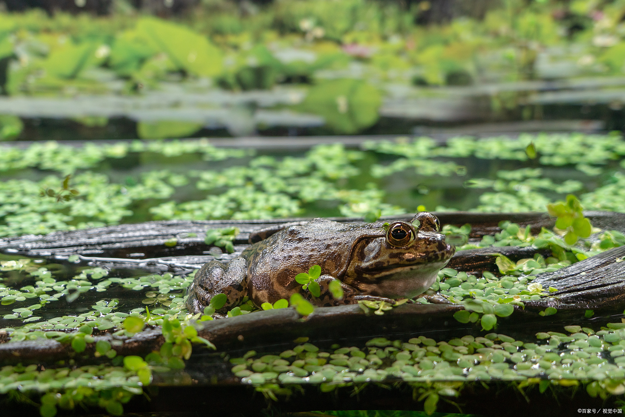 青蛙,昔日常见的身影,如今为何越来越少见?