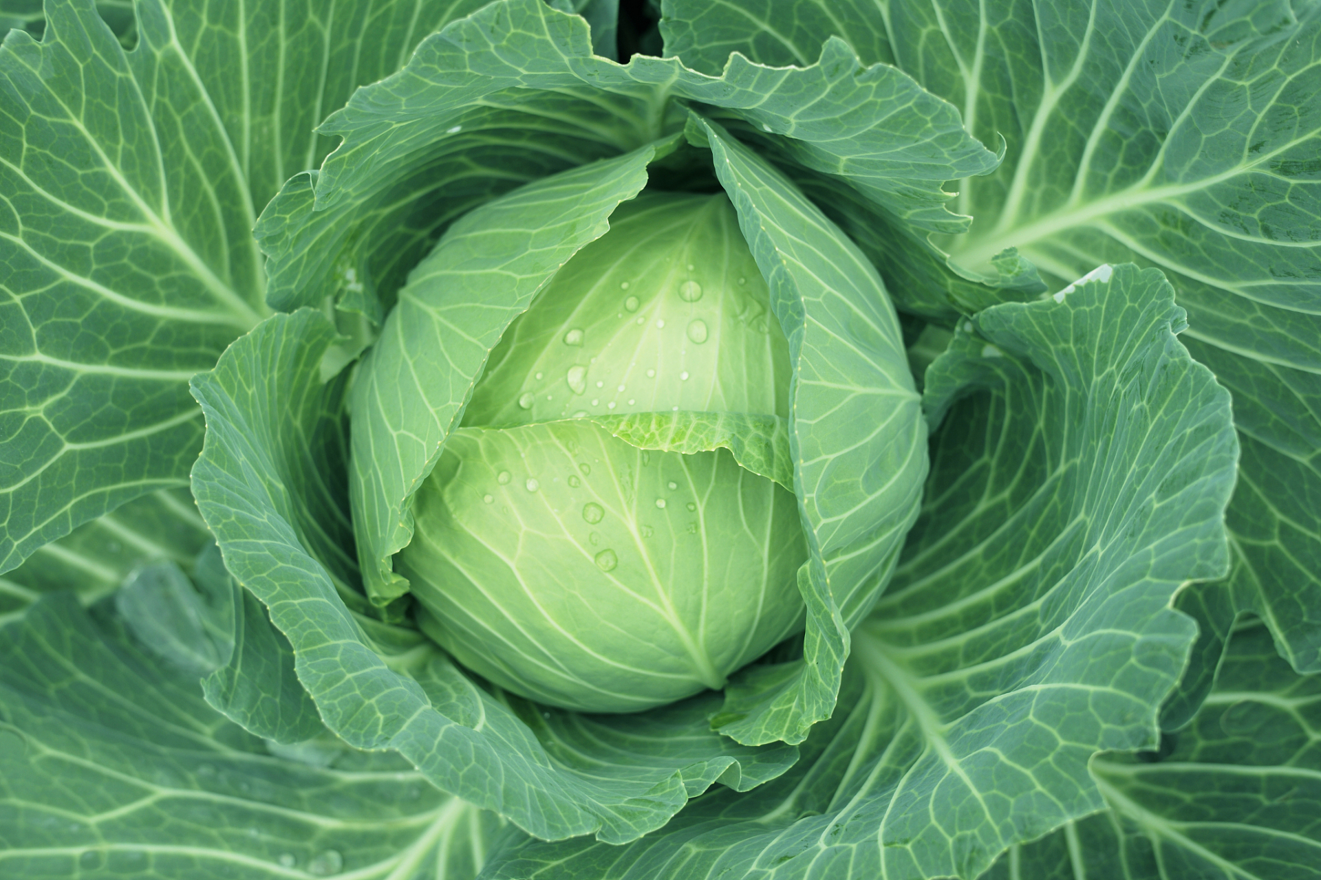 甘蓝菜是一种营养丰富,口感独特的蔬菜,炒制甘蓝菜