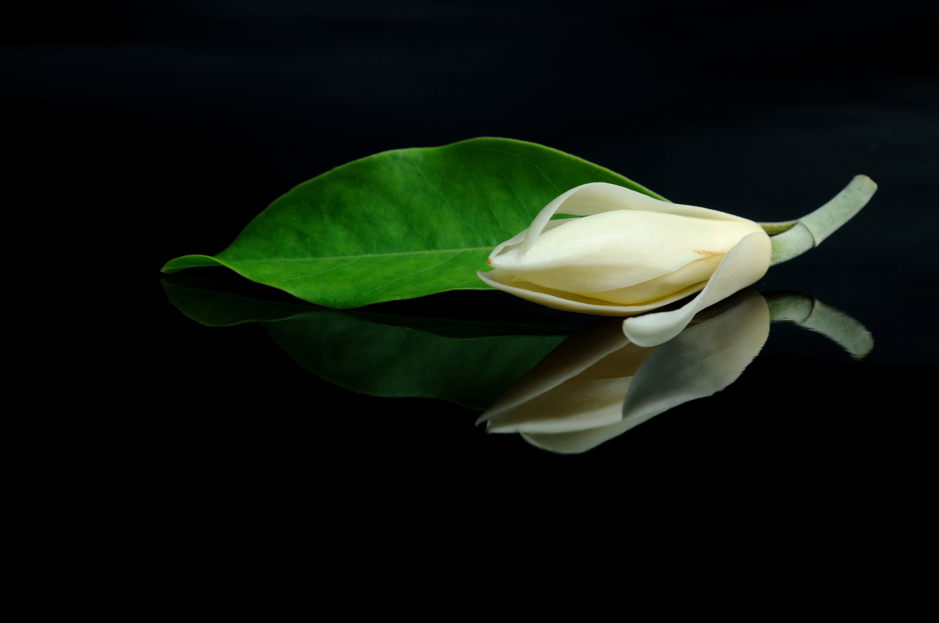 江浙一带很受欢迎,记得有次去那边旅游,街上还遇到很多卖白兰花的老人