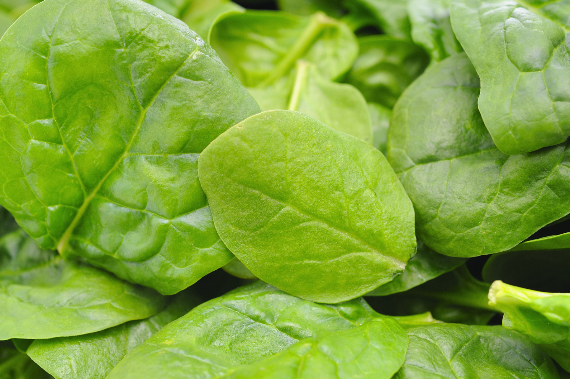 常吃绿叶菜对身体还有哪些好处?