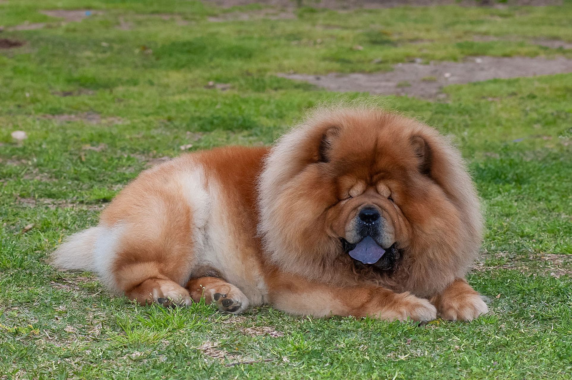 松狮犬性格图片