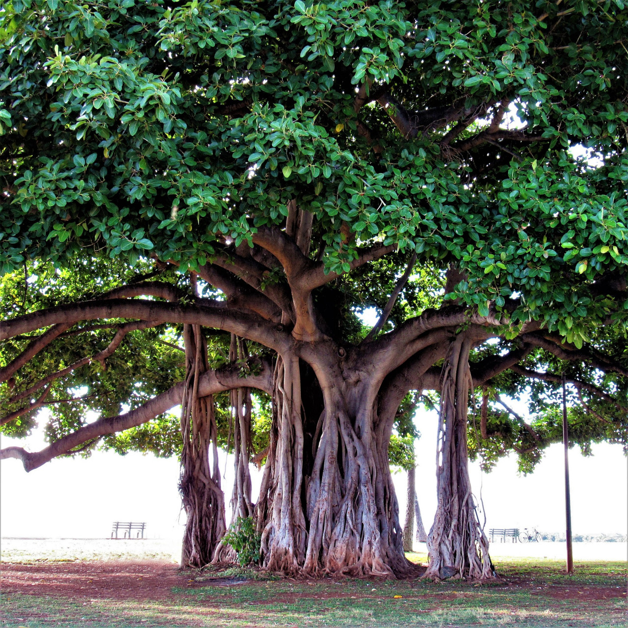 炎热的夏天,还是大榕树底下比较凉快.