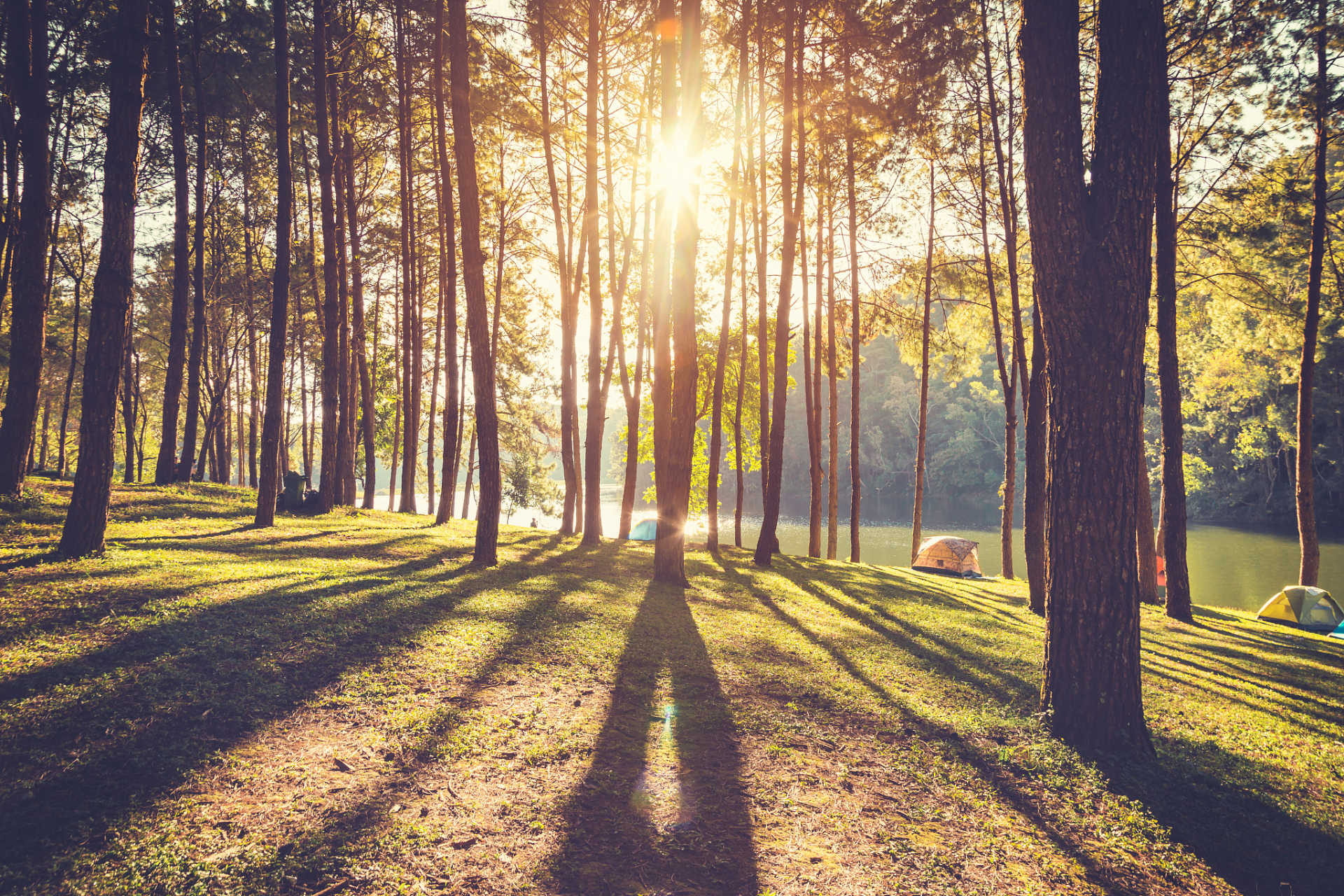 想象在晨曦微光中,他穿越林间小径只为给心爱的她摘下最美的花.