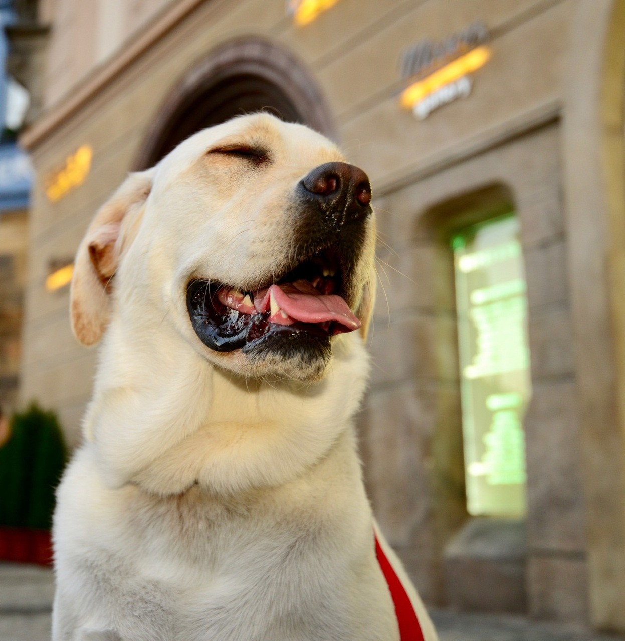 拉布拉多是一种温顺,忠诚,友善的狗狗,但有时会出现腹泻等健康问题.