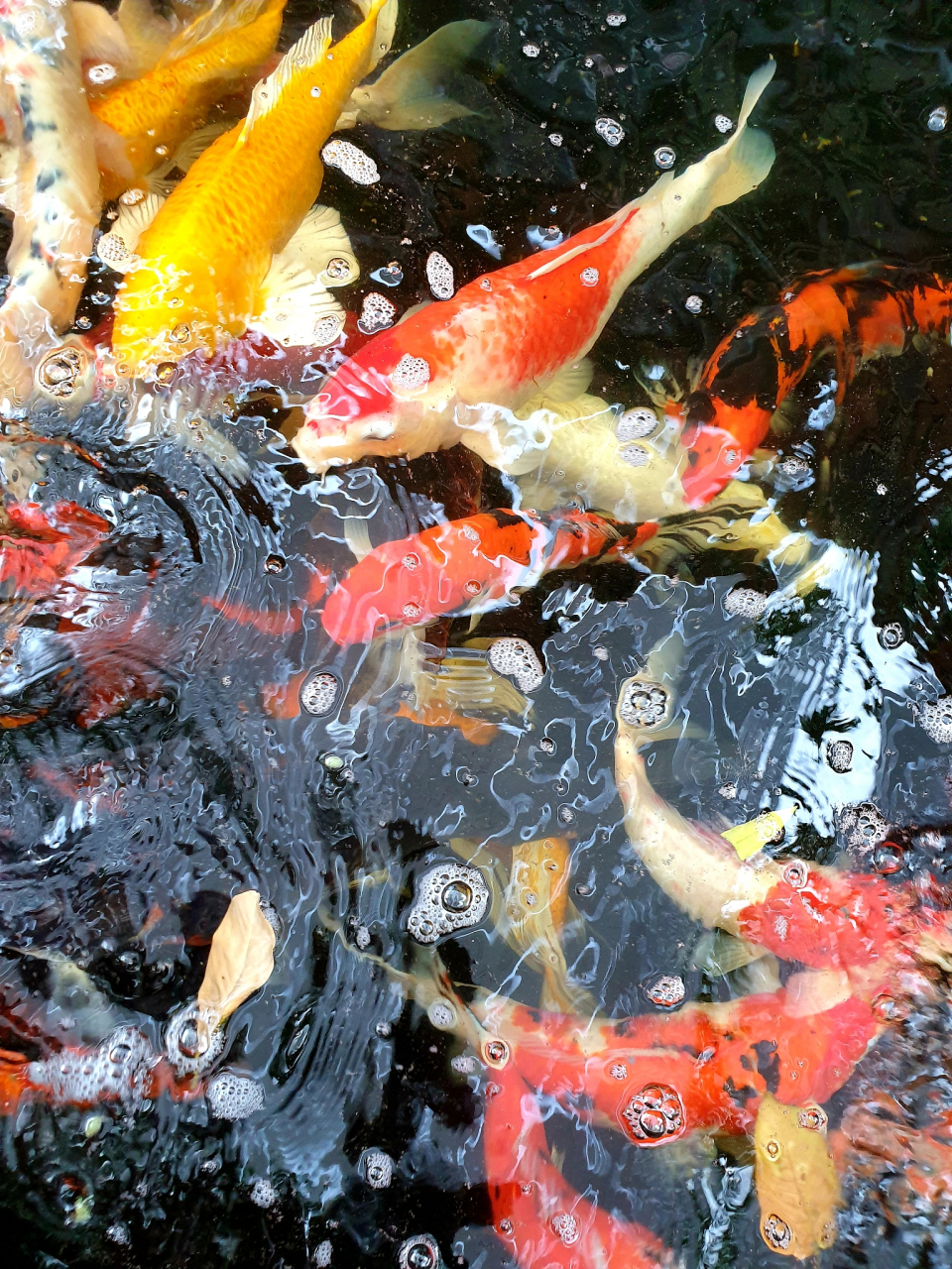 锦鲤炸鳞,也称为立鳞病或松鳞病,是一种常见的观赏鱼疾病.