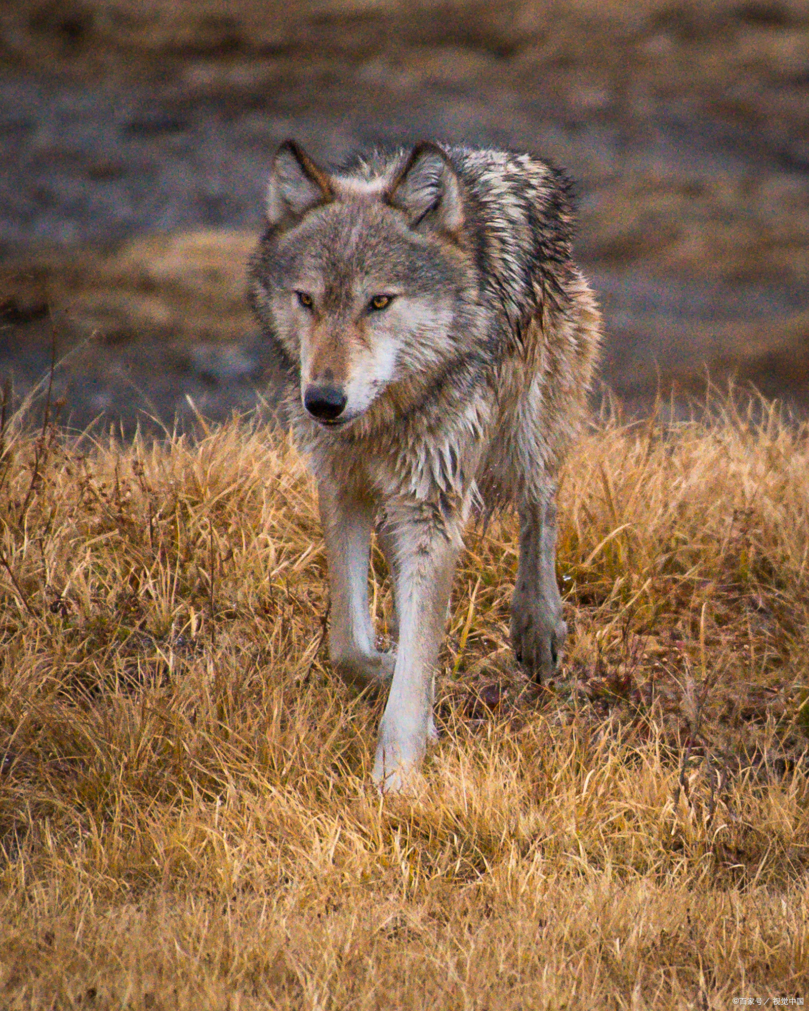 从猎杀到保护:草原狼的生态使命与文化象征