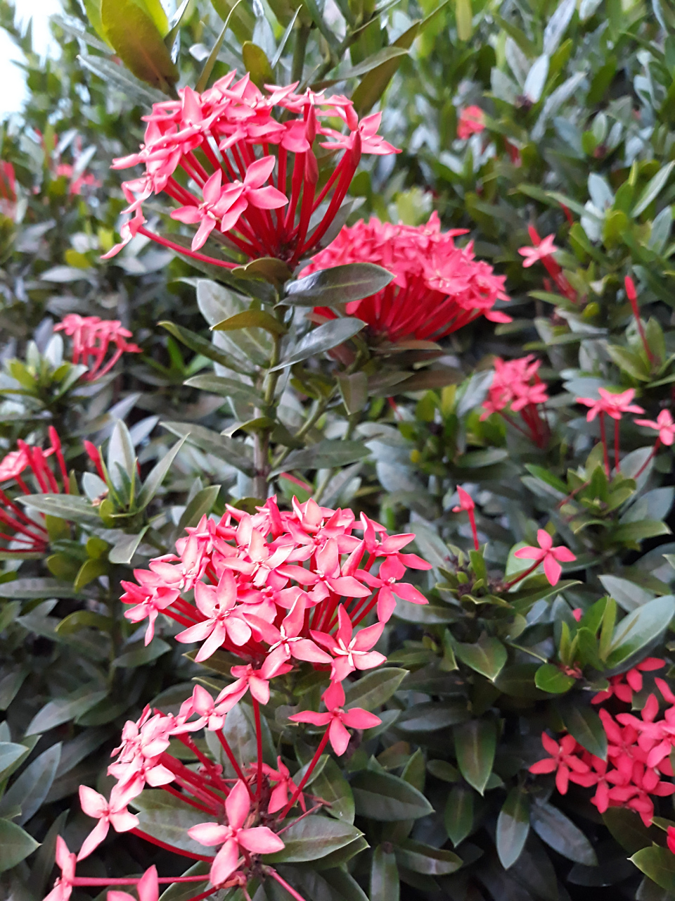 红王子锦带是一种美丽的观赏植物,其鲜艳的色彩和独特的形态使其成为