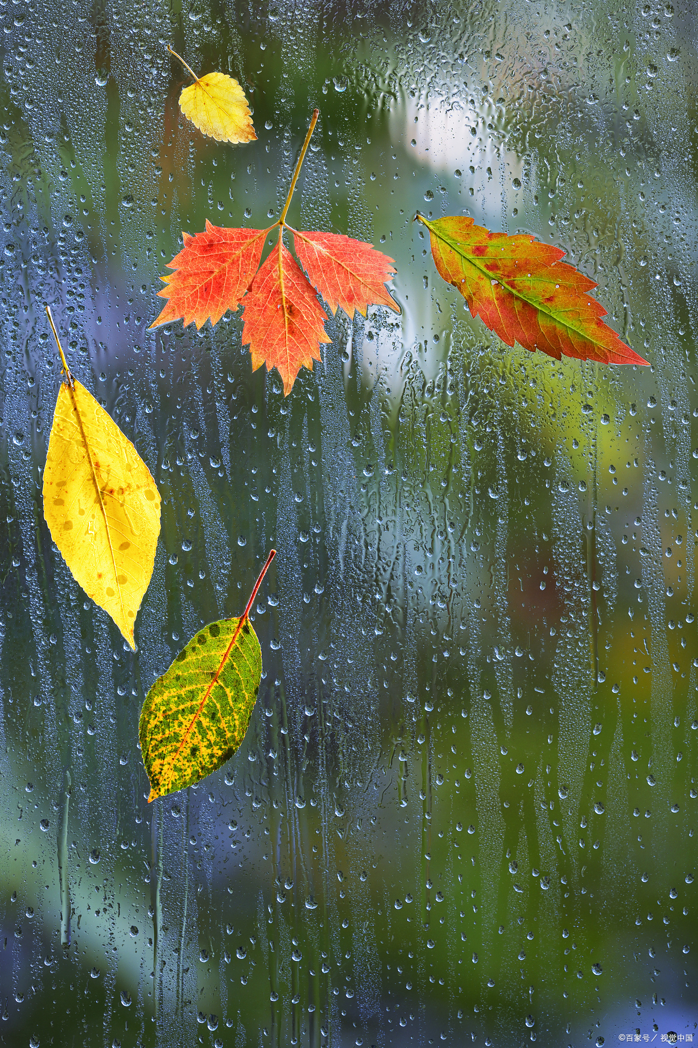 秋天的雨图片景色图片