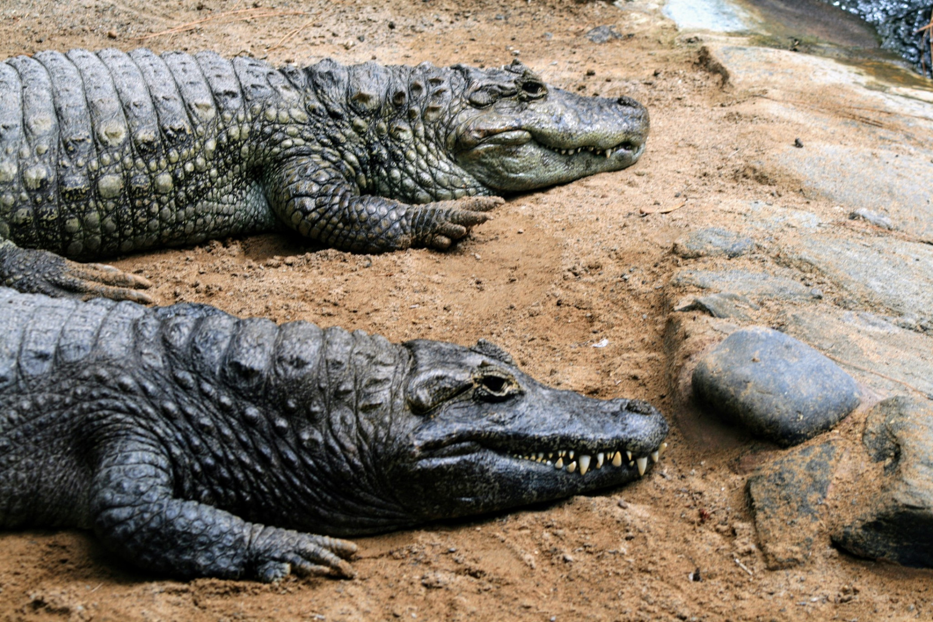 鳄鱼的天敌主要包括其他大型掠食者,人类活动以及自然环境的因素.