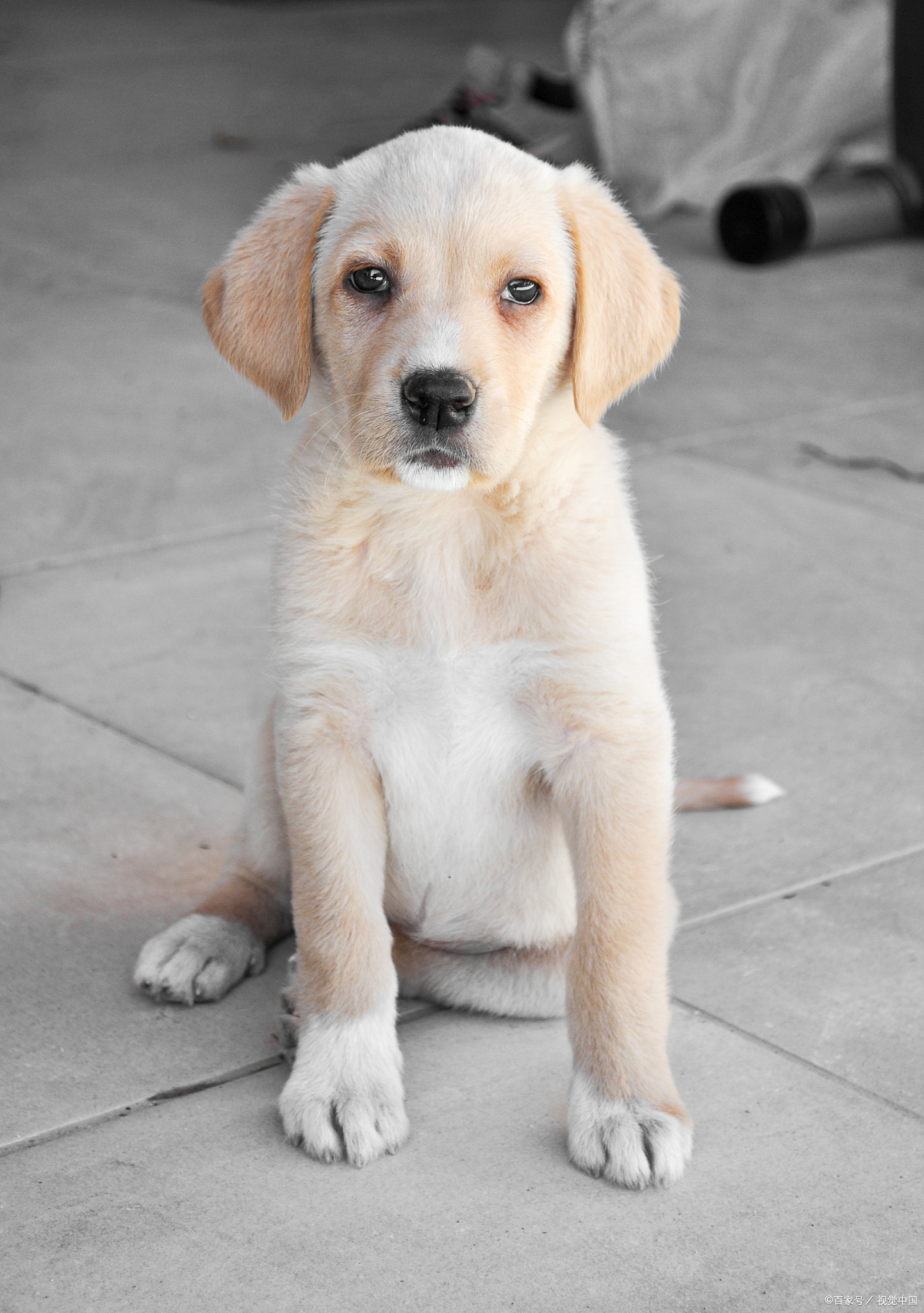 拉布拉多犬作为世界公认的优秀工作犬种,其训练过程需要遵循科学系统