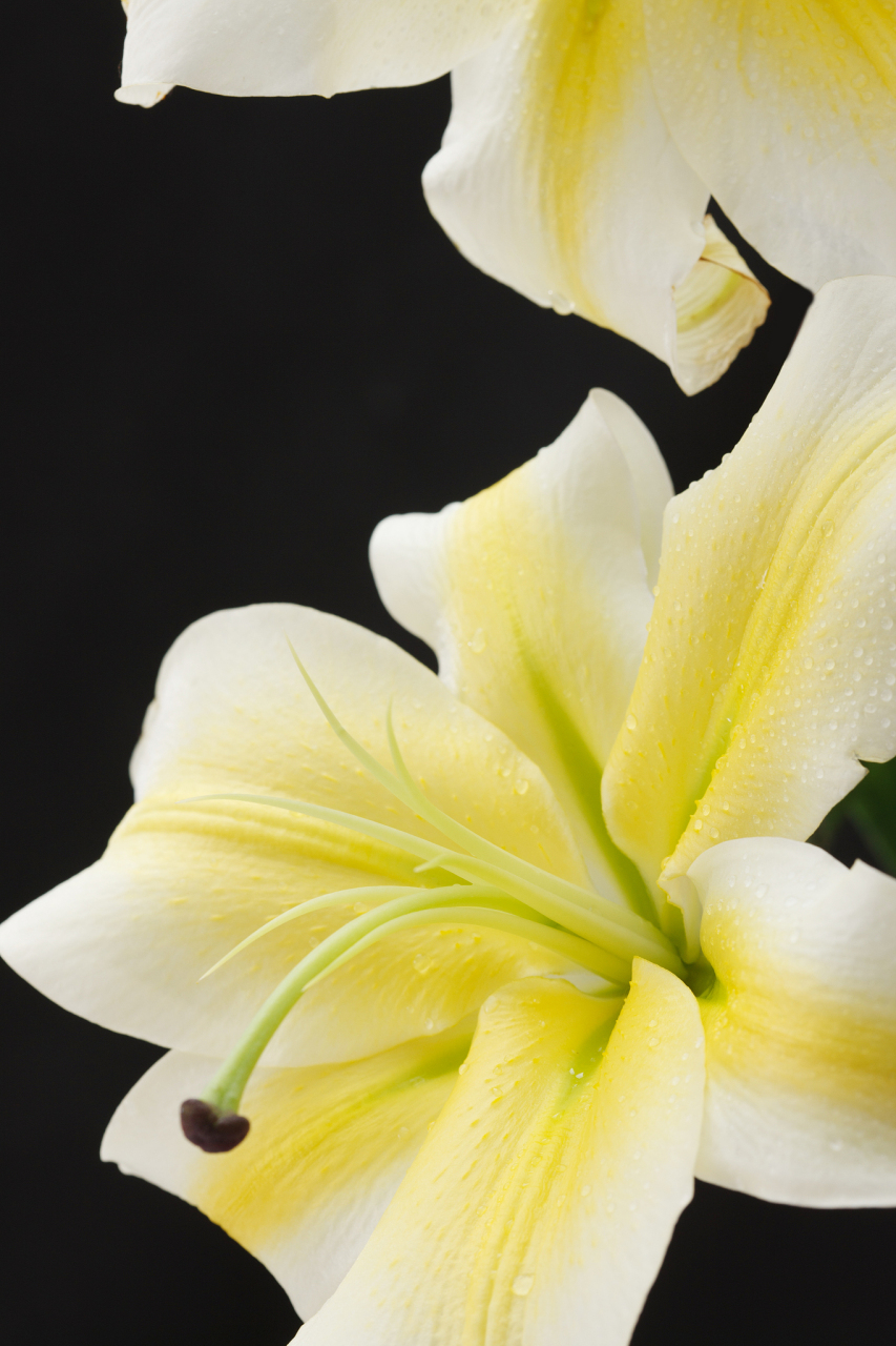 圣心百合:纯洁与爱的象征  在花卉的世界中,圣心百合以其优雅迷人的