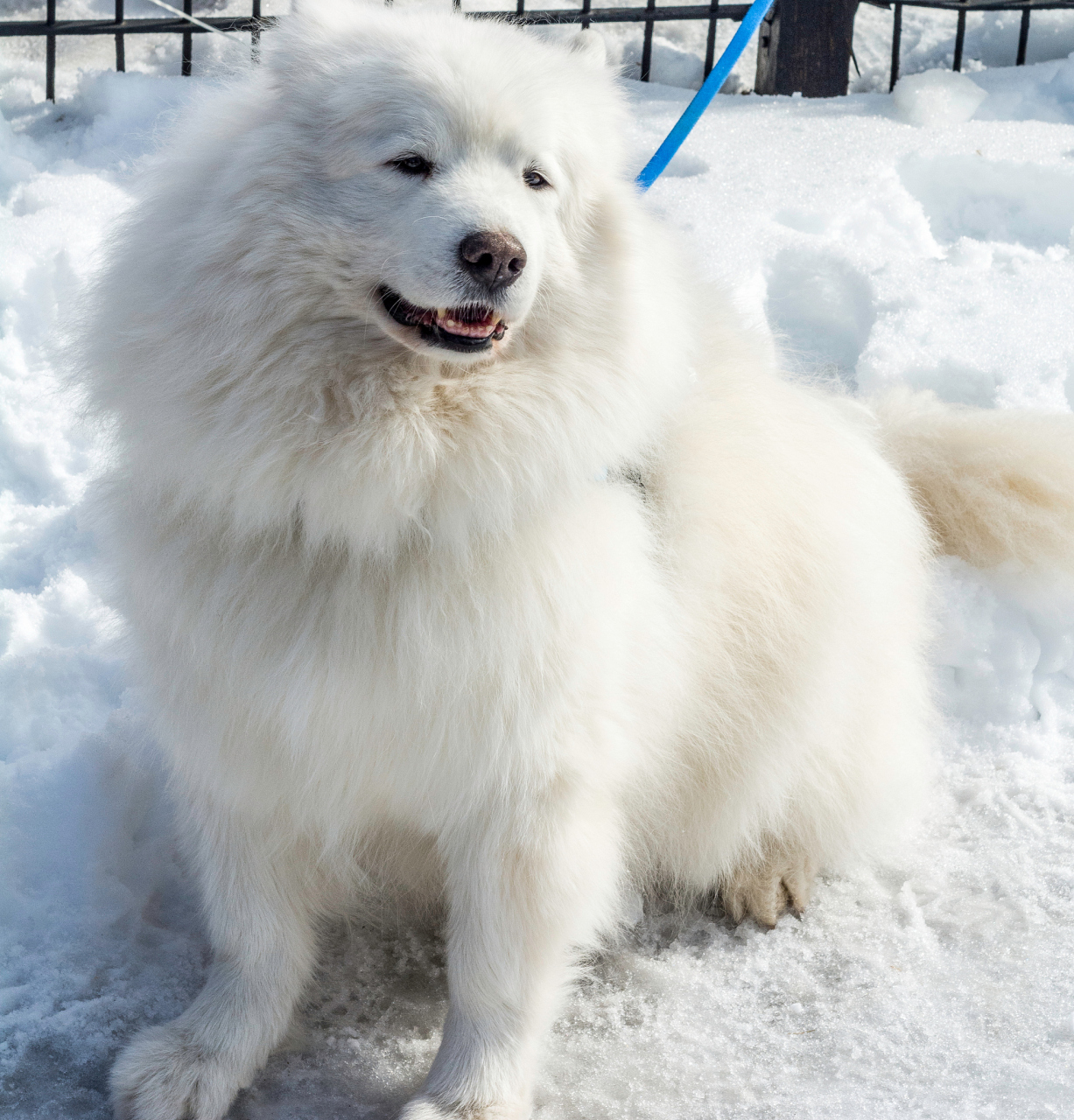 西钊雪獒图片