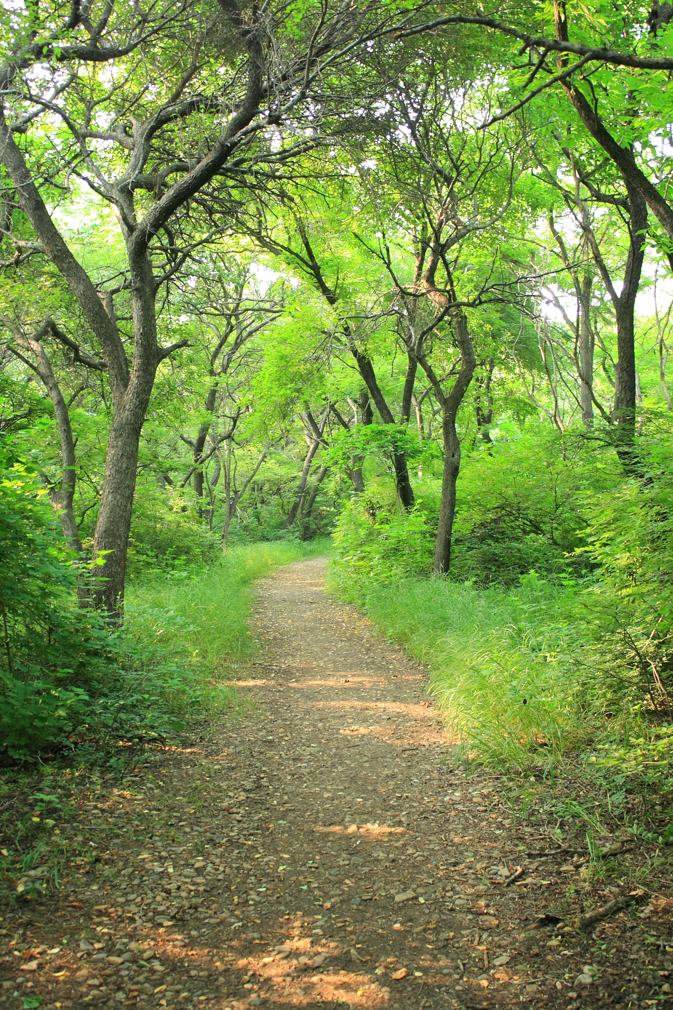 "漫步在林荫小道上,绿树成荫,阳光斑驳地洒落肩头,仿佛大自然最温柔的