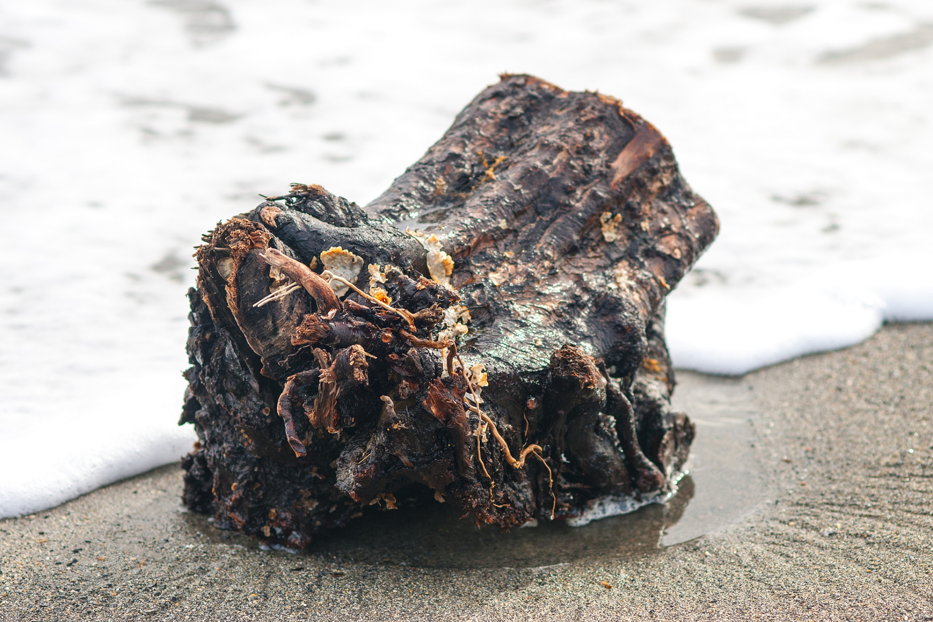 原来龙涎香是抹香鲸在肠内的分泌物,分泌物干燥后就成了龙涎香.