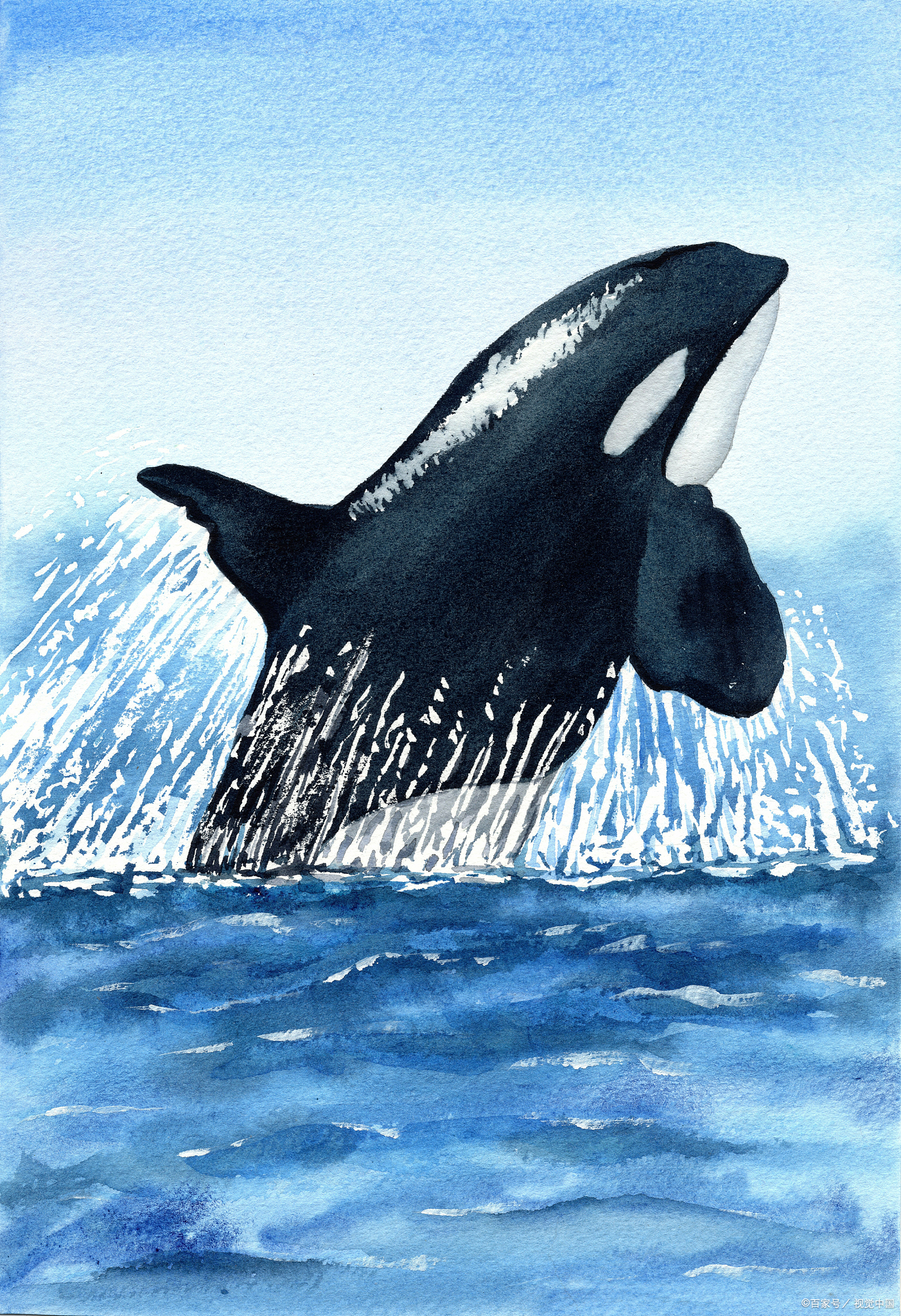 虎鲸是海洋霸主吗